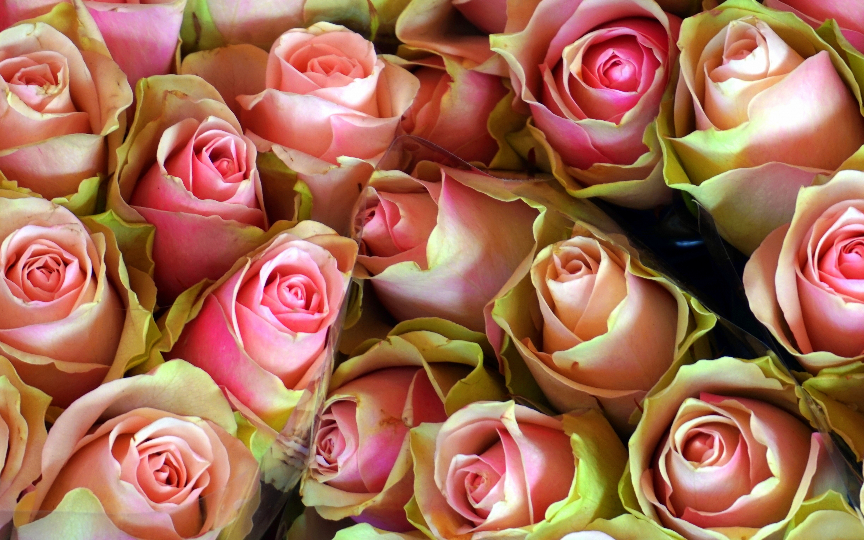 Bouquet, flowers, roses, fresh, 2880x1800 wallpaper