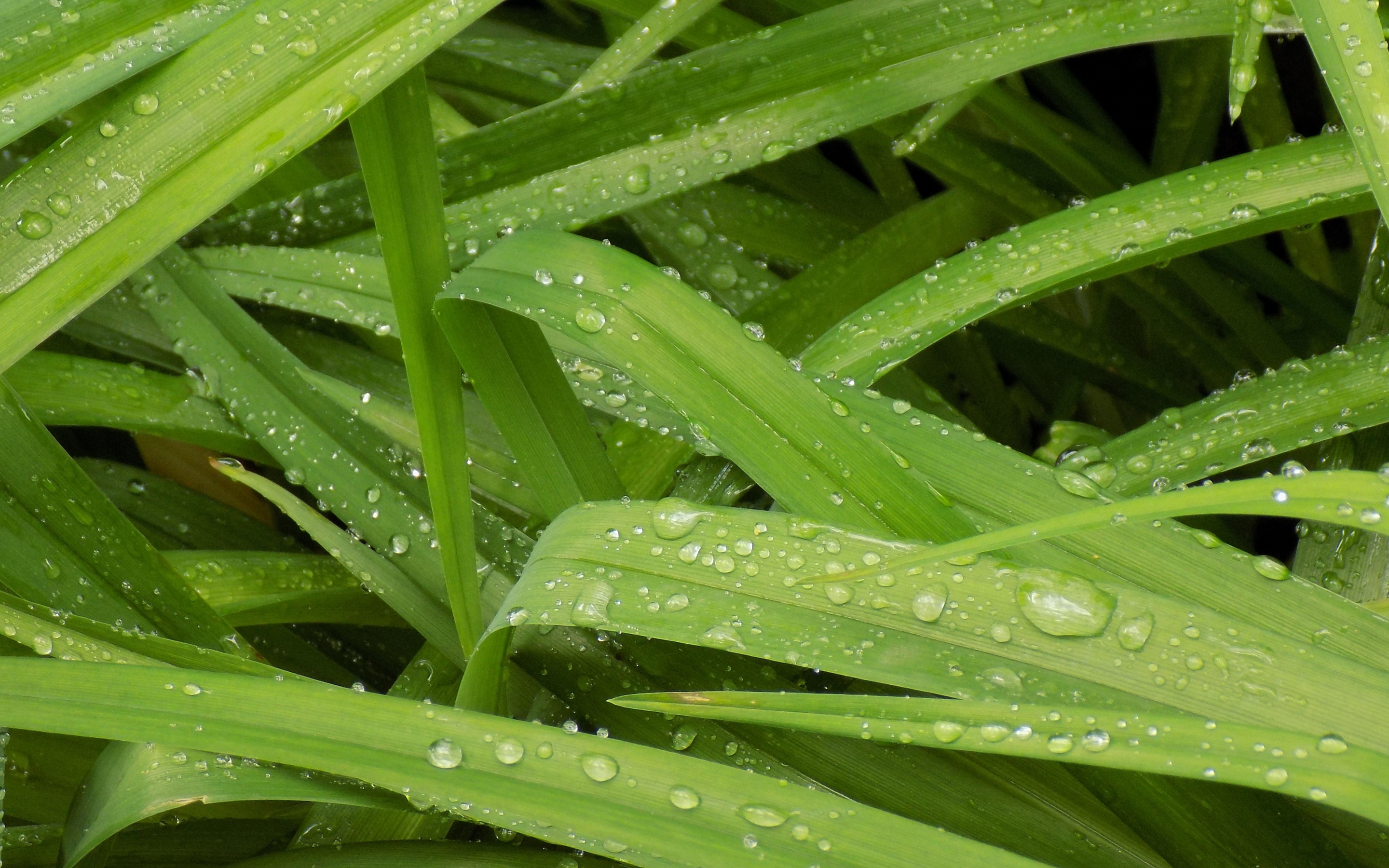 Plants, leaves, water drops, close up, 2880x1800 wallpaper