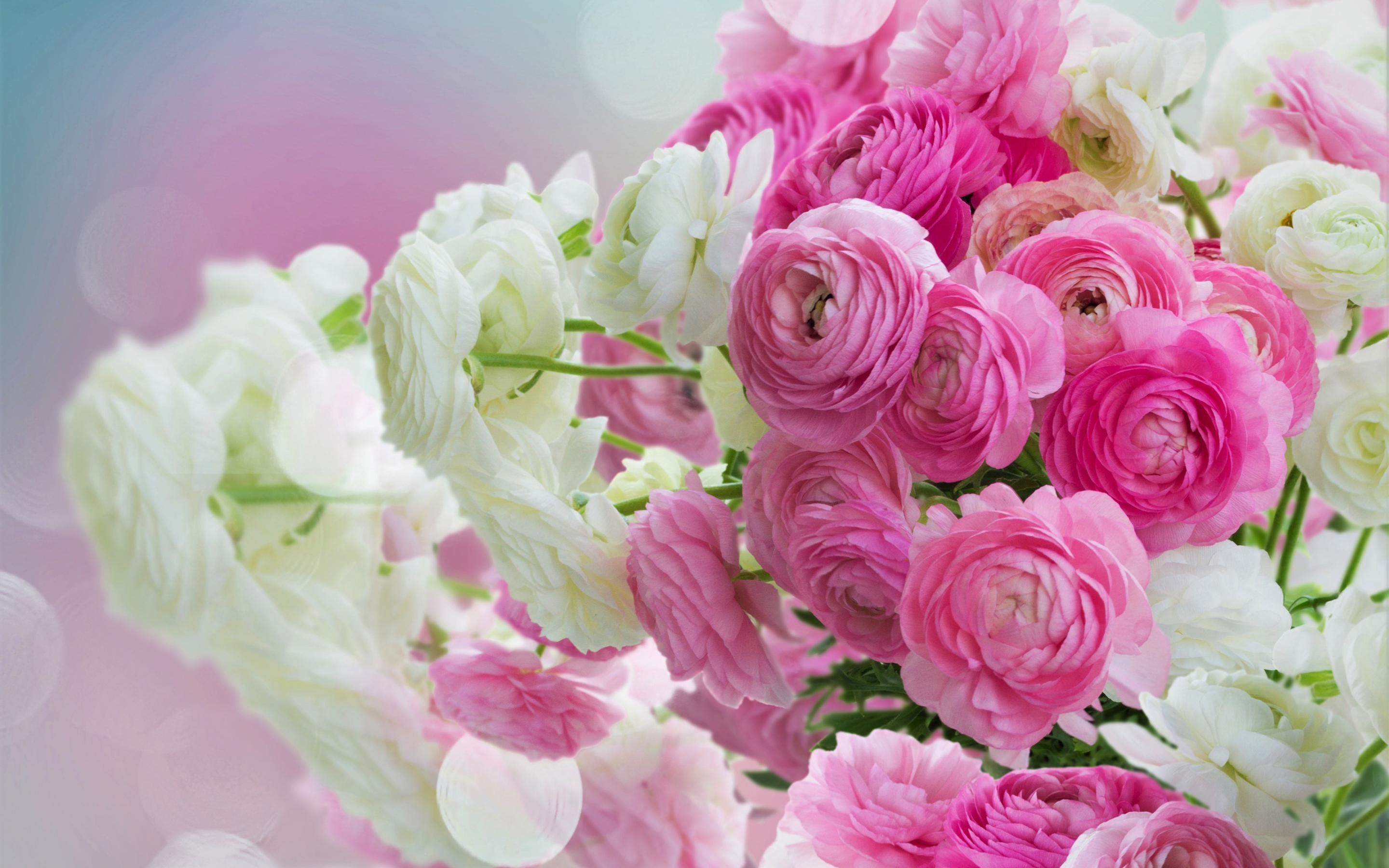 White and pink flowers, Bouquet, 2880x1800 wallpaper