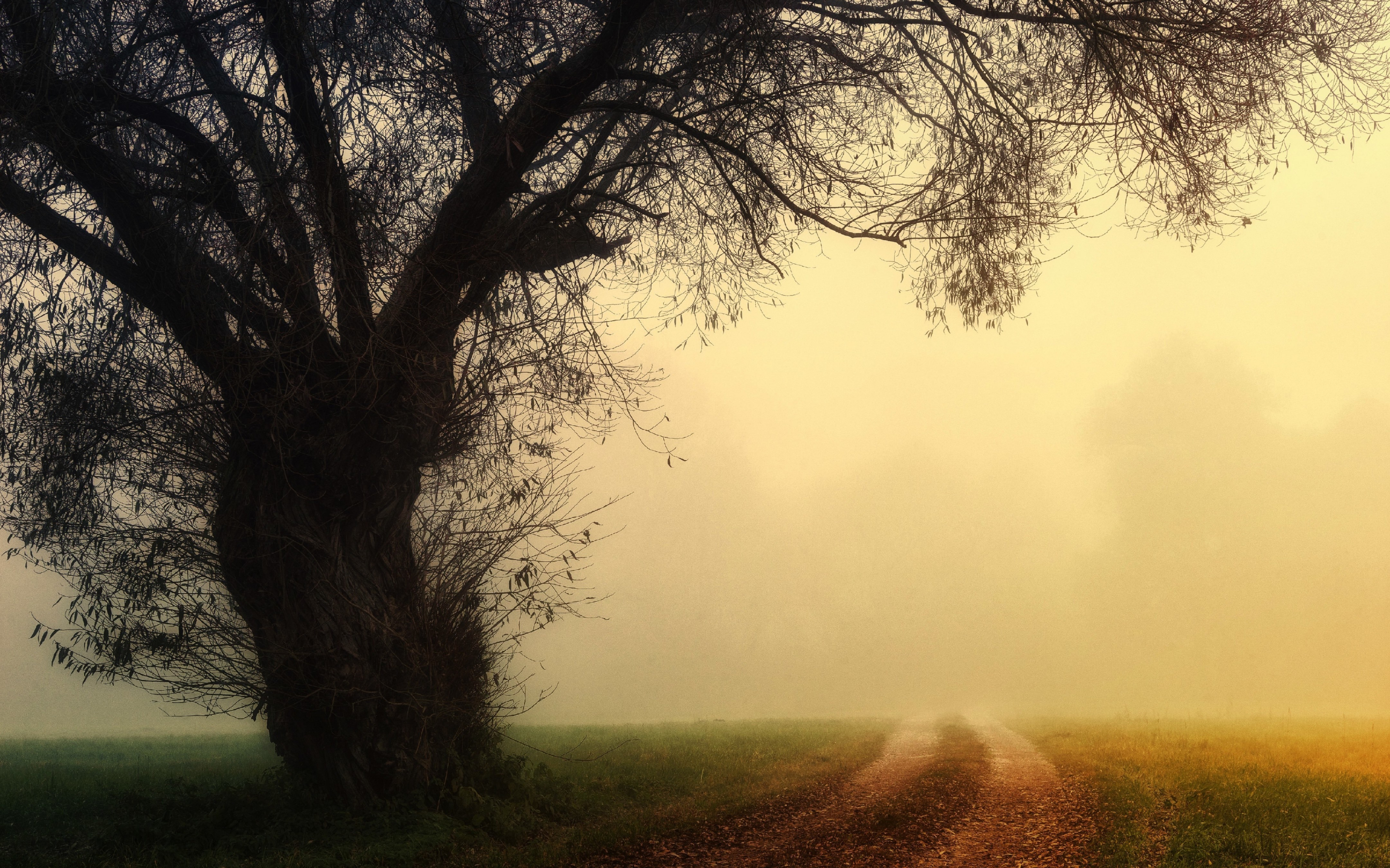 Dirt road, misty day, tree, nature, 2880x1800 wallpaper