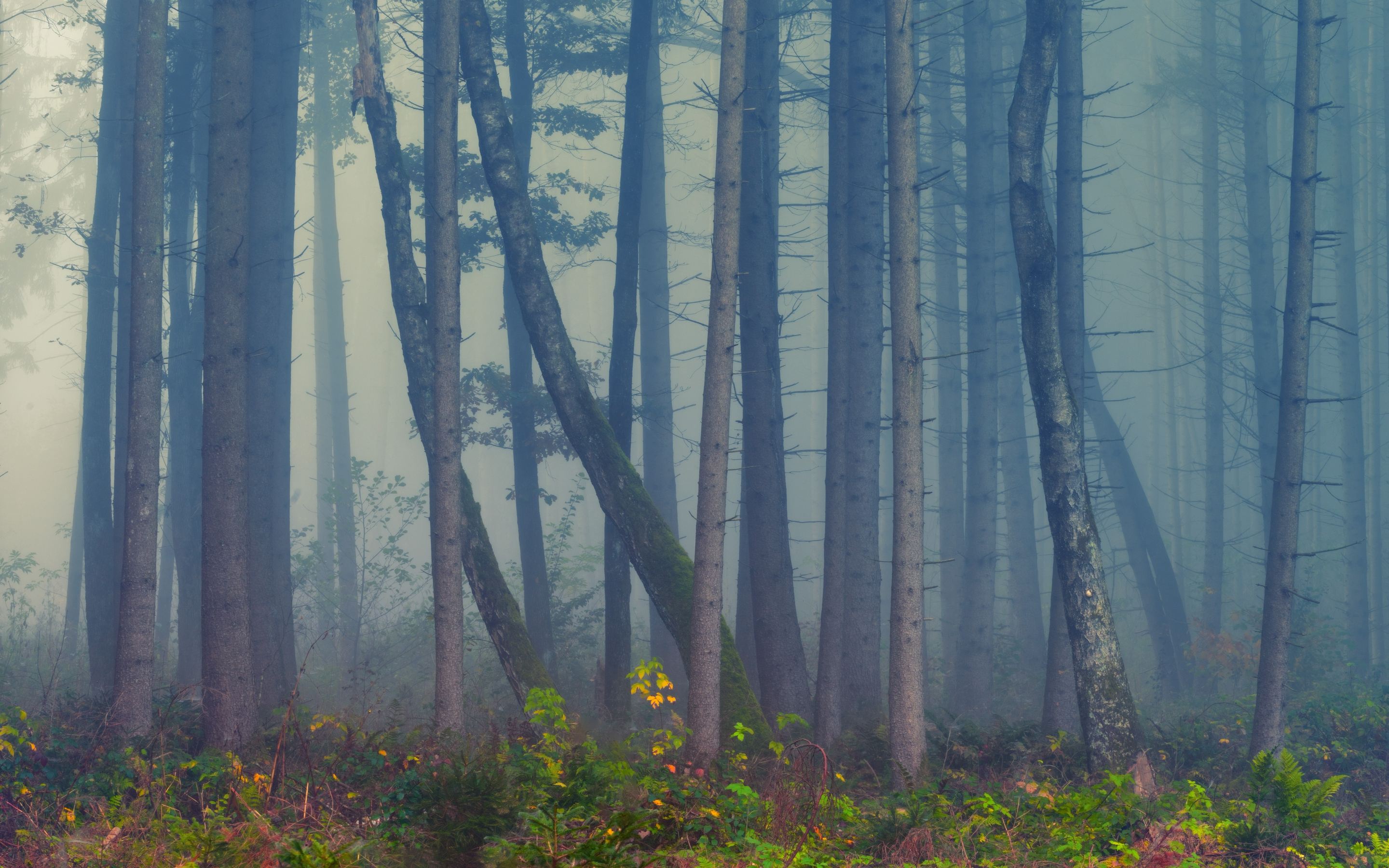 Forest, mist, trees, nature, 2880x1800 wallpaper