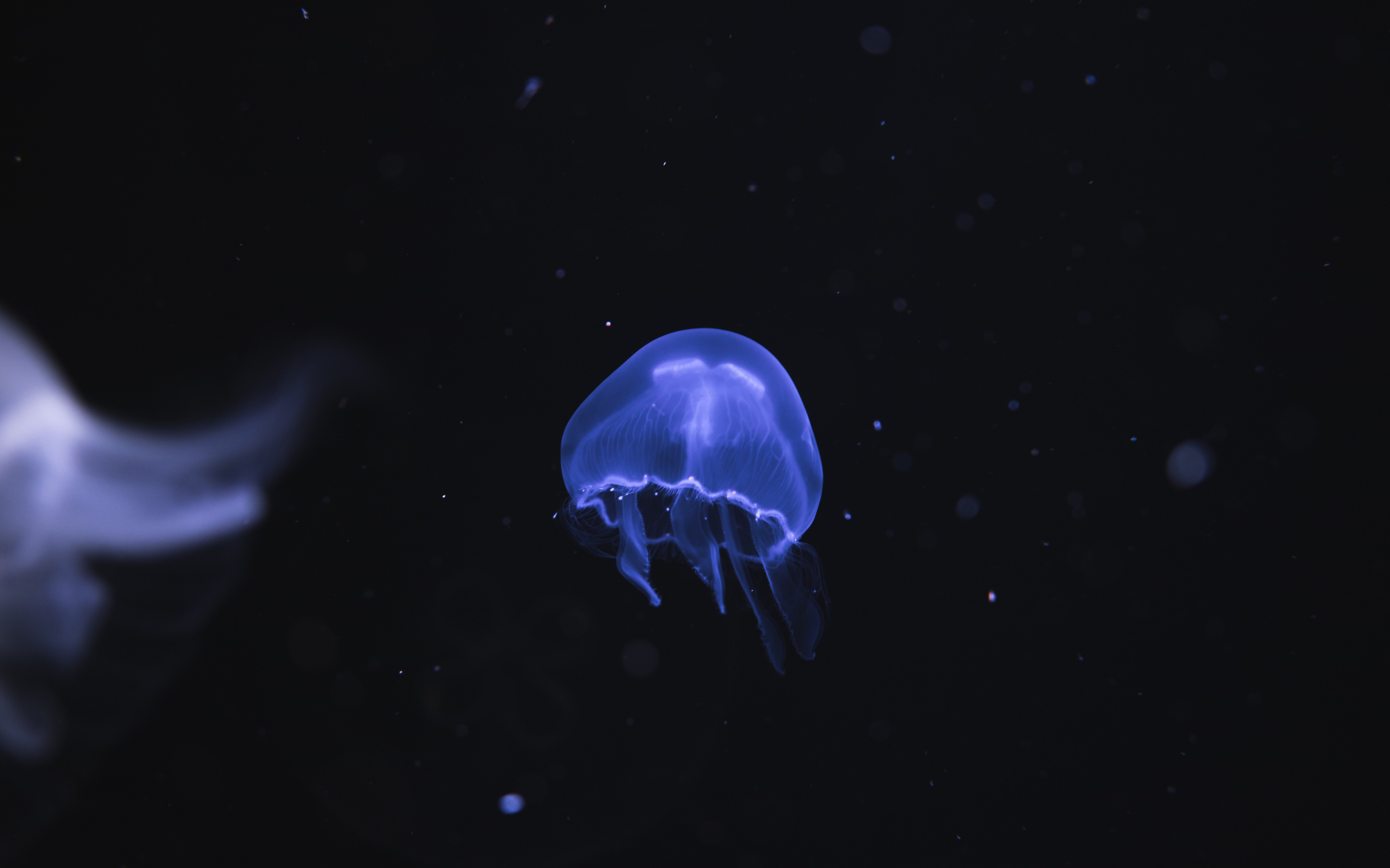 Blue jellyfish, underwater, dark, fish, 2880x1800 wallpaper