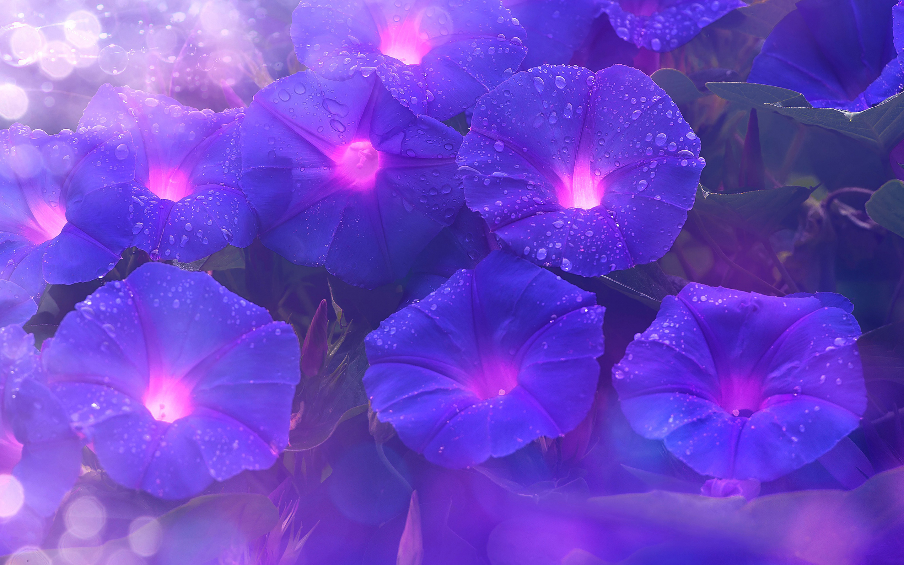 Purple flowers, bright, glow, art, 2880x1800 wallpaper