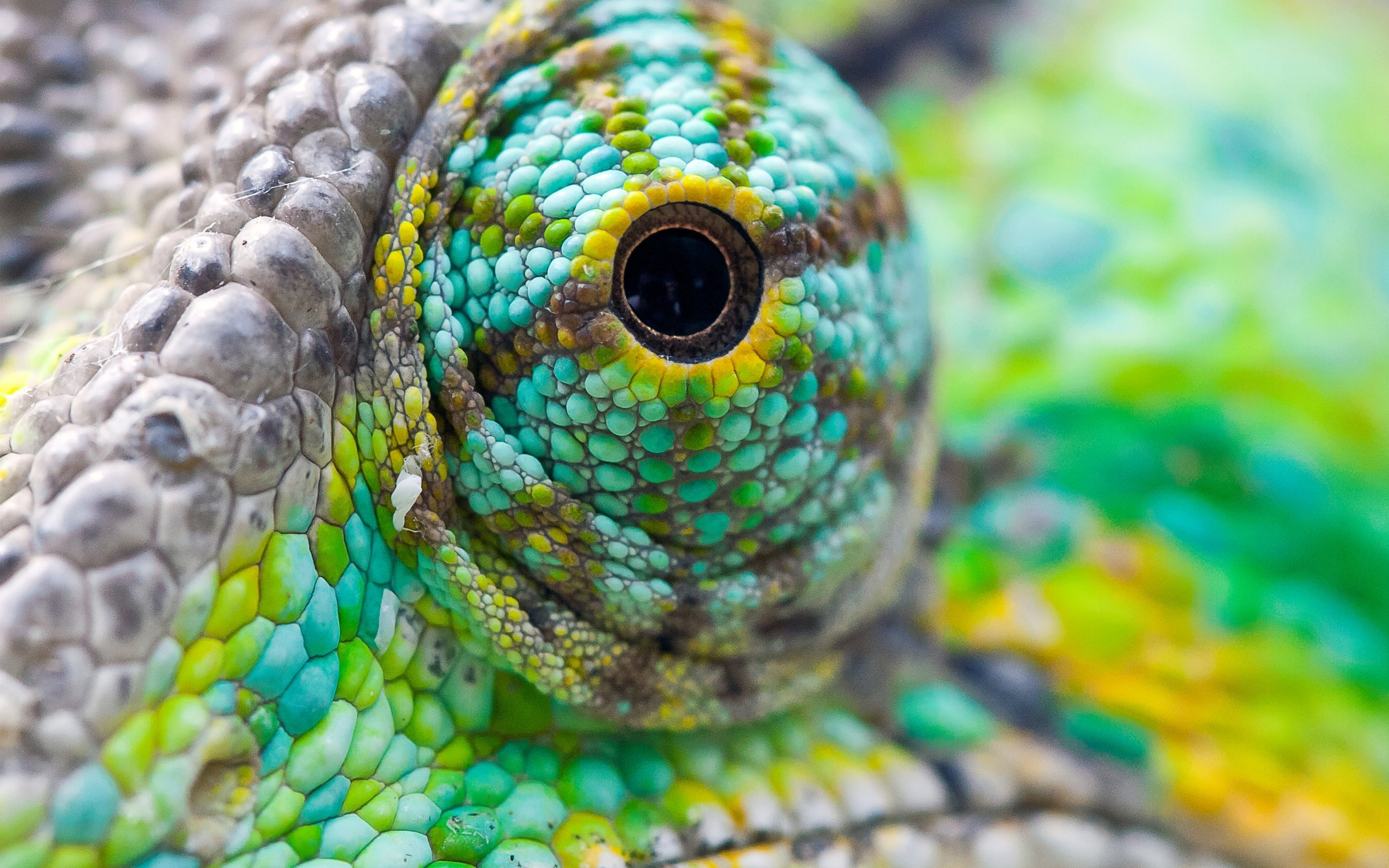 Chameleon's eye, close up, 2880x1800 wallpaper