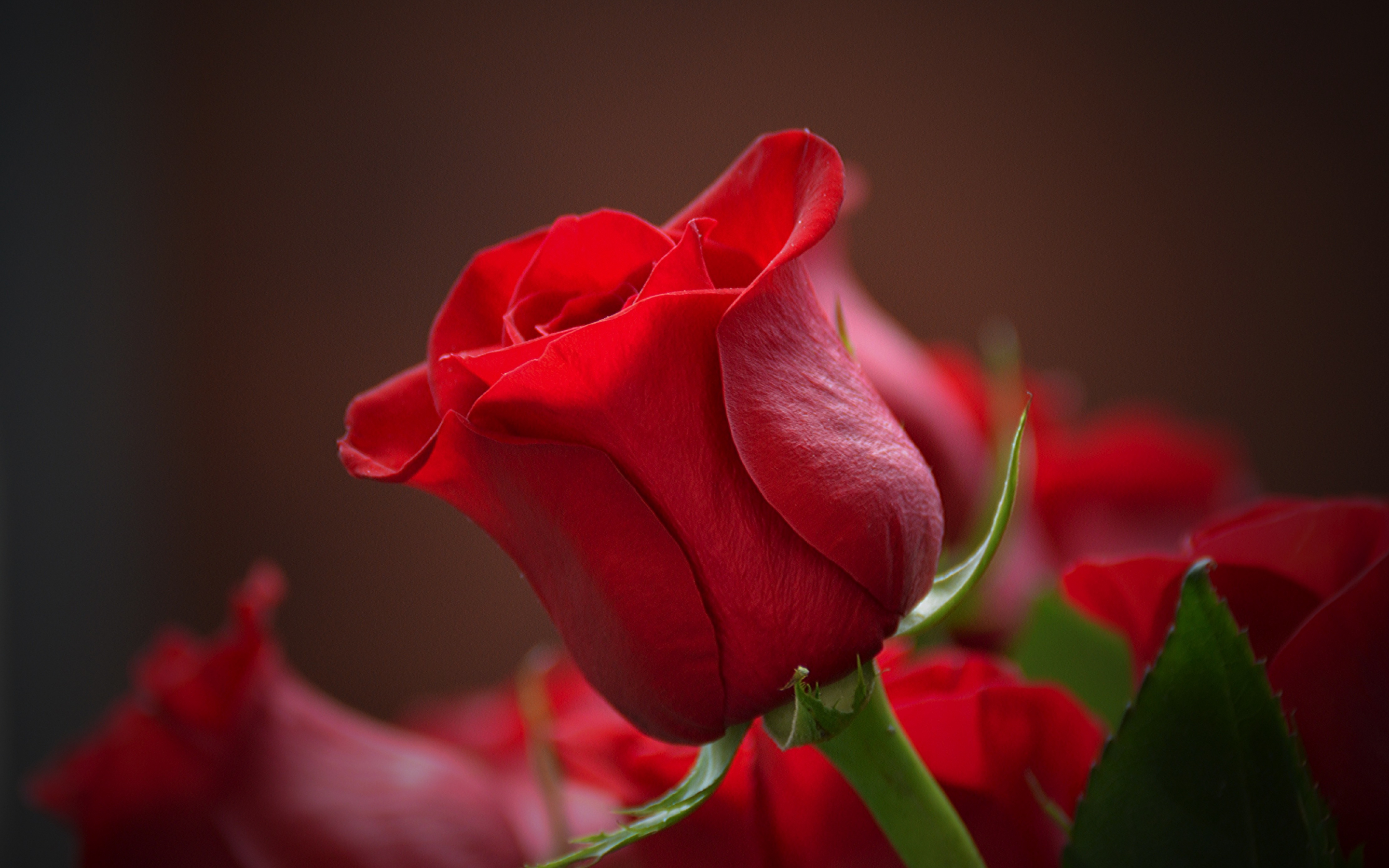 Bud, rose, red flower, close up, 2880x1800 wallpaper