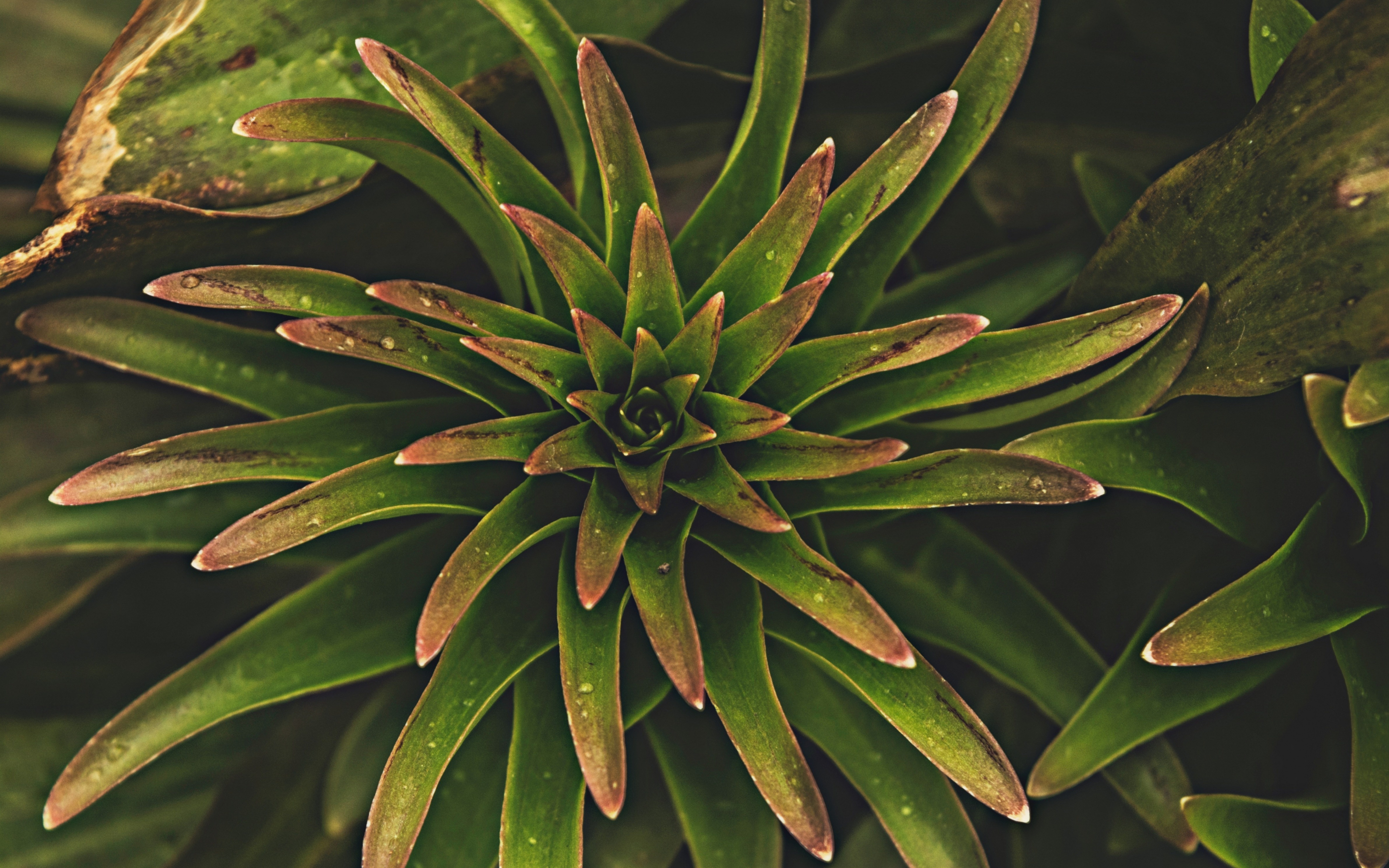 Tropical plant, leaf, 2880x1800 wallpaper