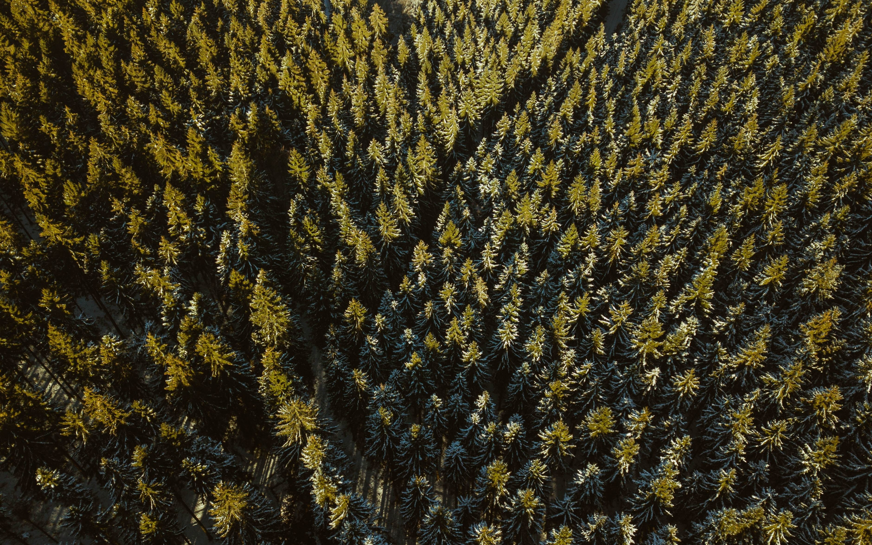 Forest, green, aerial view, dense, 2880x1800 wallpaper