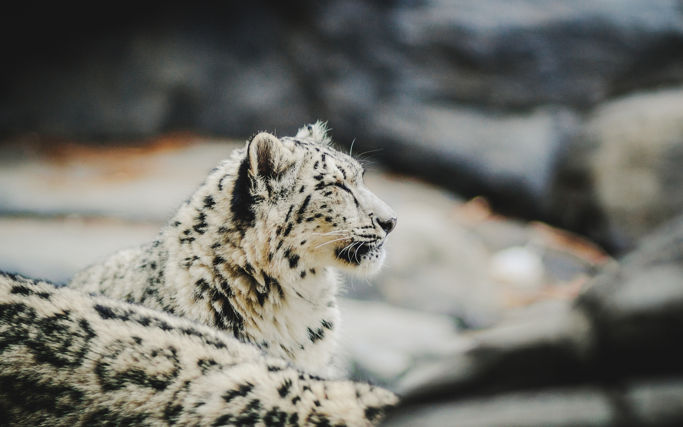 Zoo, relaxed, Snow Leopard, predator, 2880x1800 wallpaper