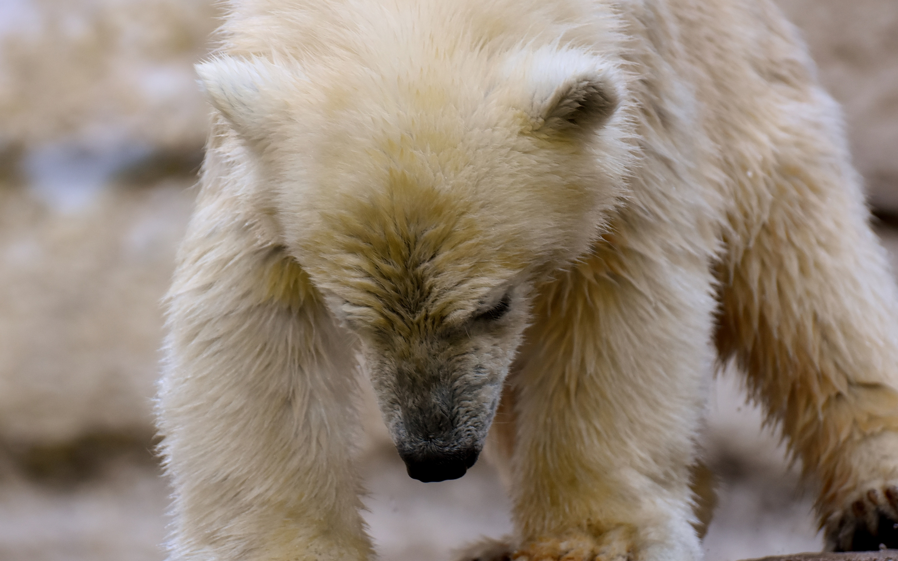 Polar bear, white, predator, wildlife, 2880x1800 wallpaper