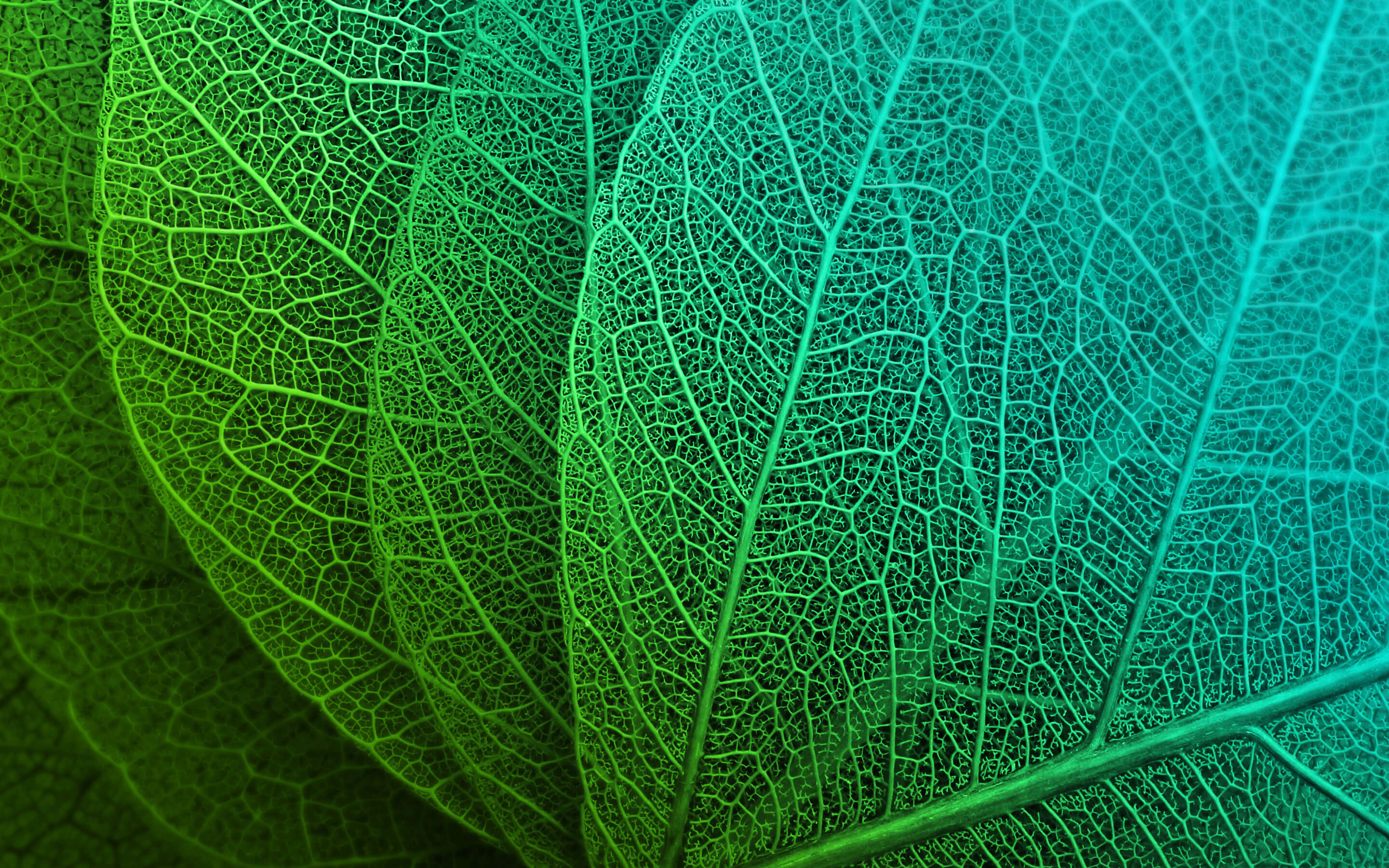 Leaf veins - artistic HD wallpaper