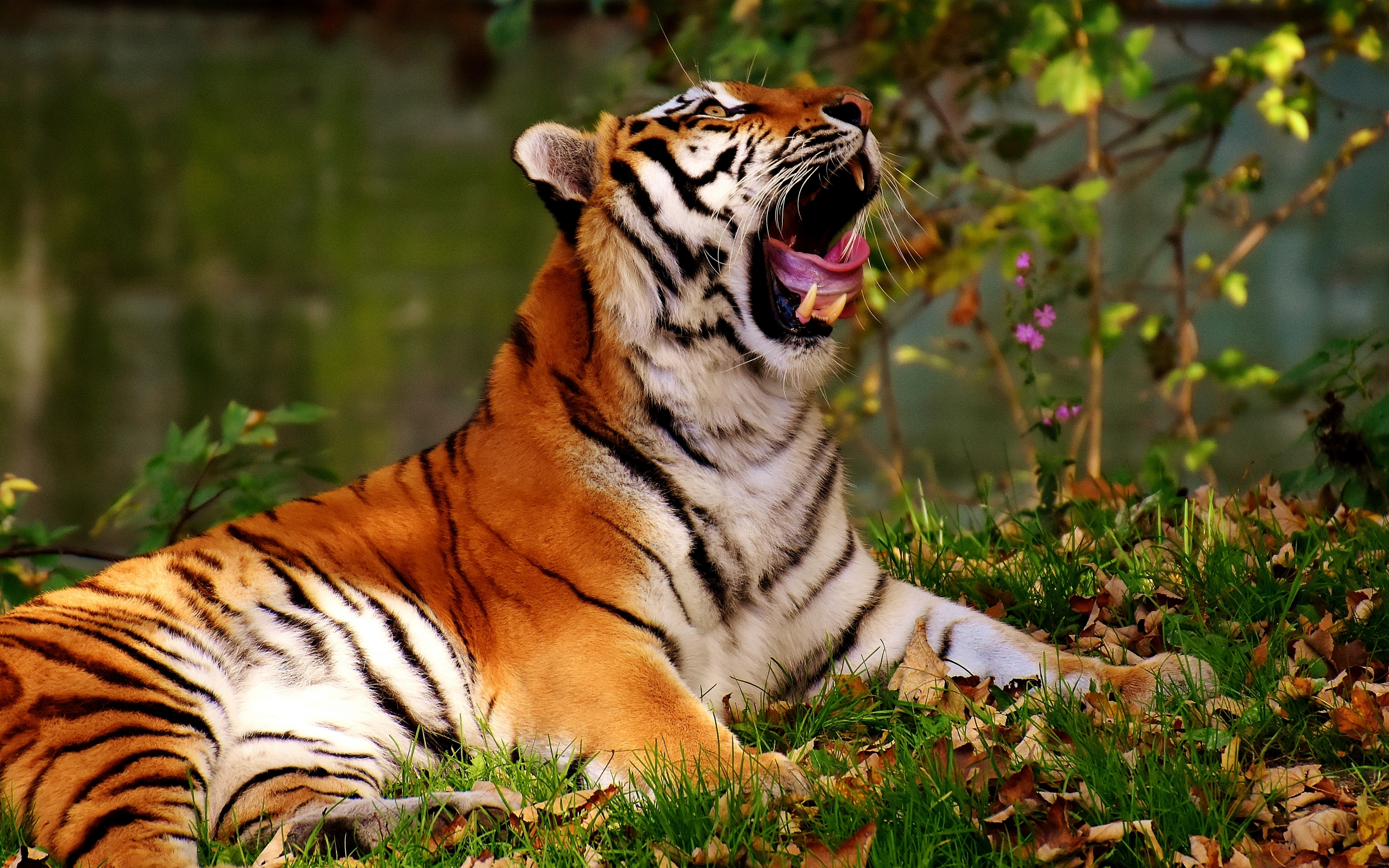 Big cat, yawn, tiger, animal, predator, 2880x1800 wallpaper