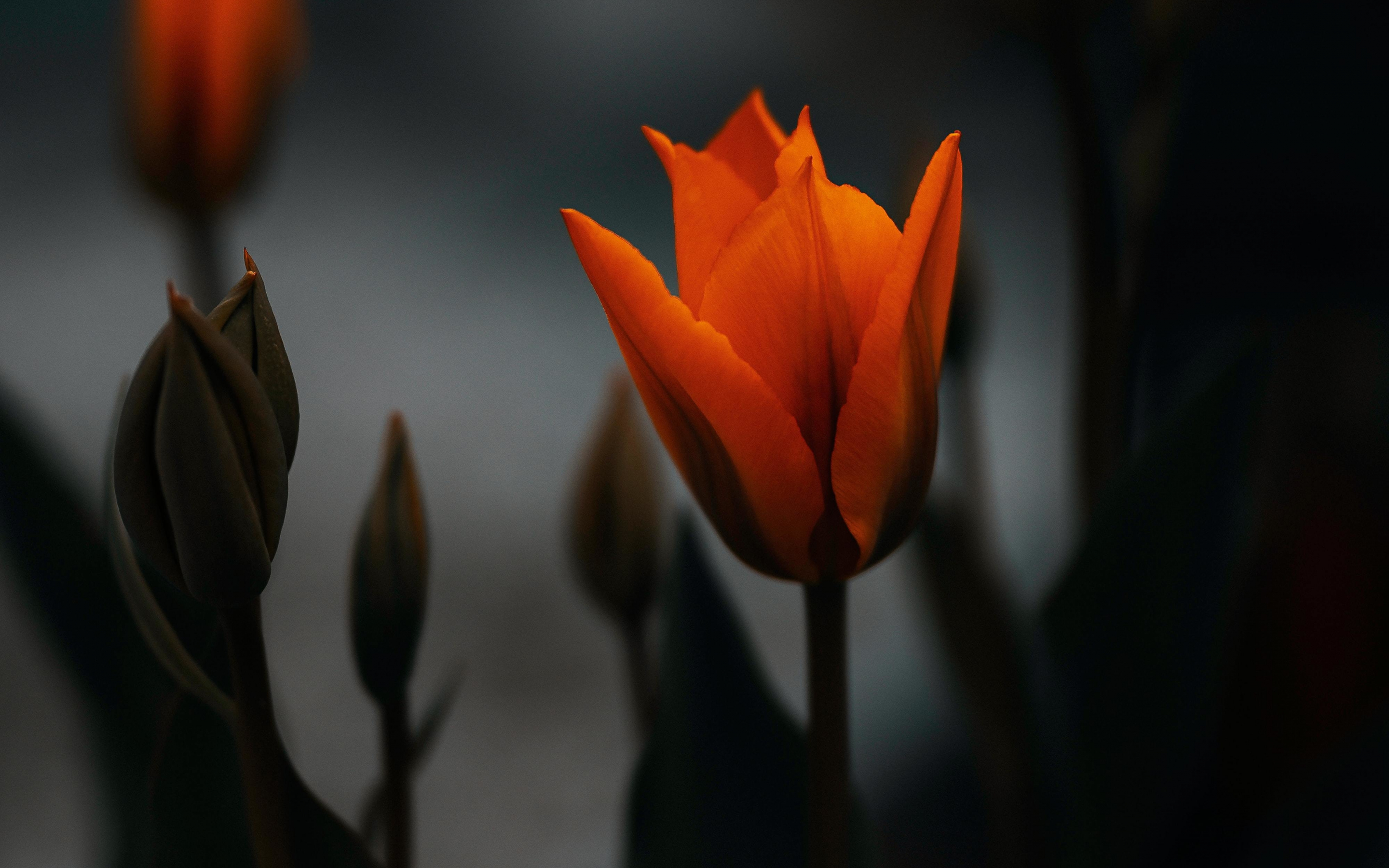 Tulip, orange flower, portrait, 2880x1800 wallpaper