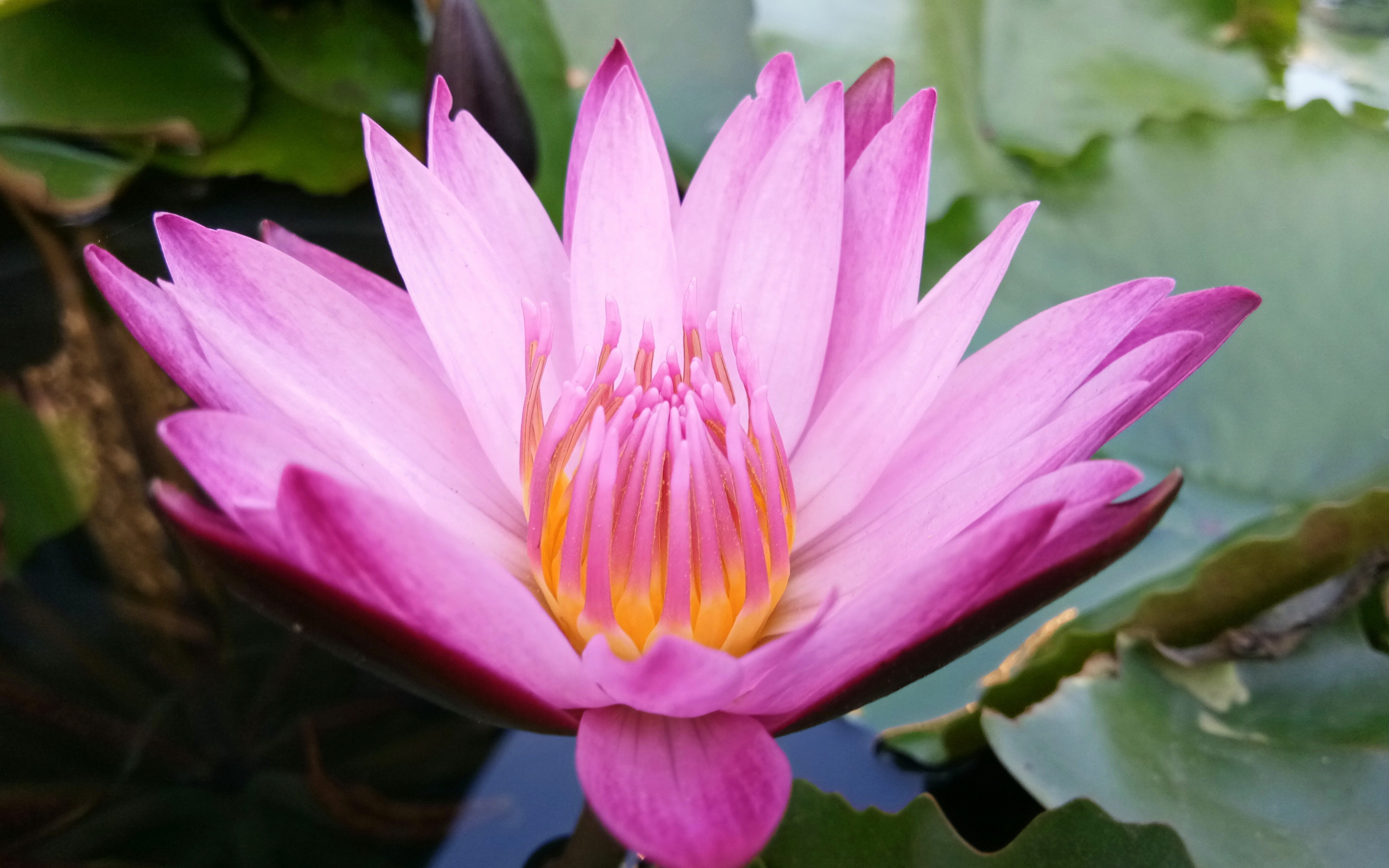 Water lily, pink flower, close up, 2880x1800 wallpaper