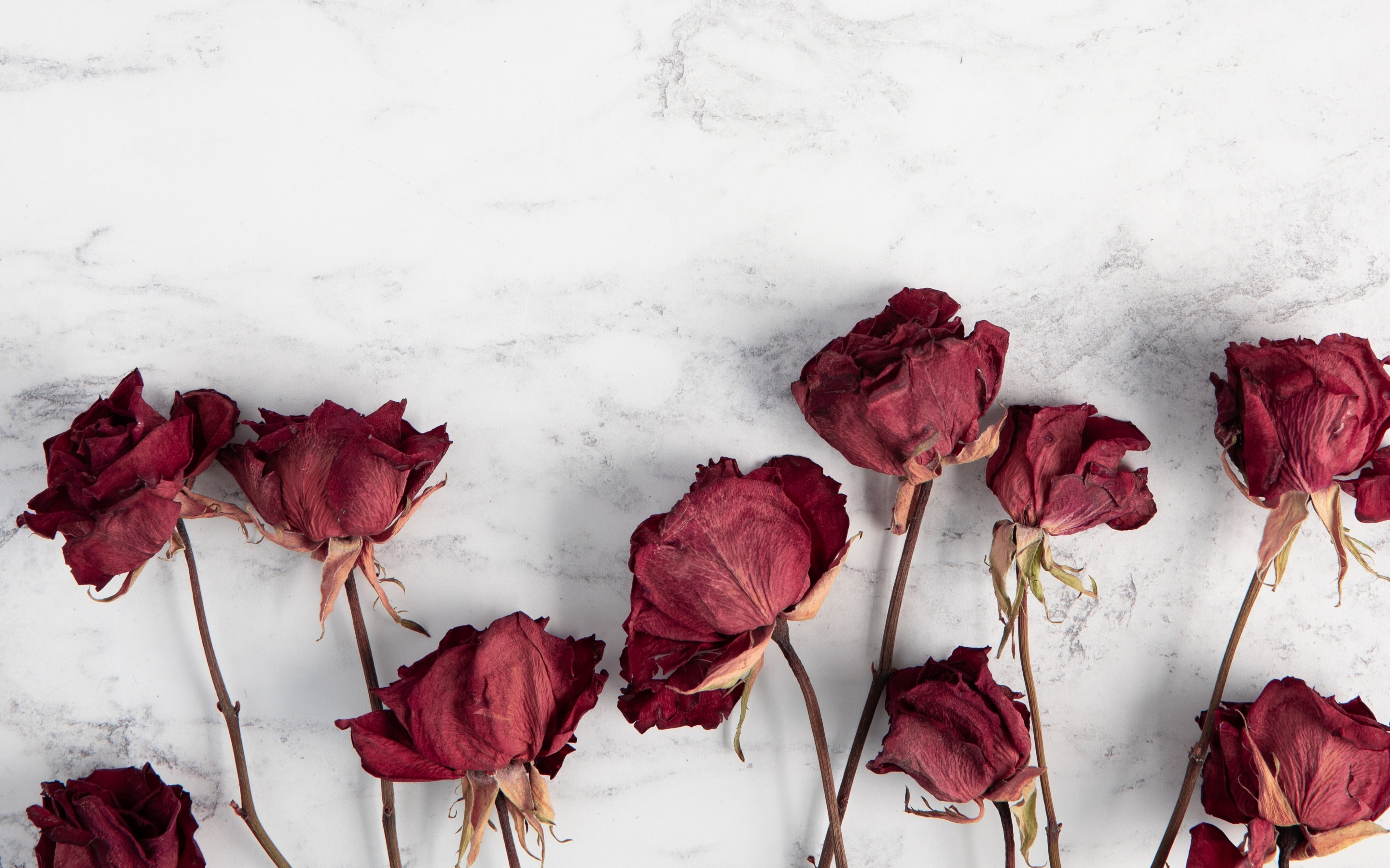 Dry, red roses, flowers, 2880x1800 wallpaper