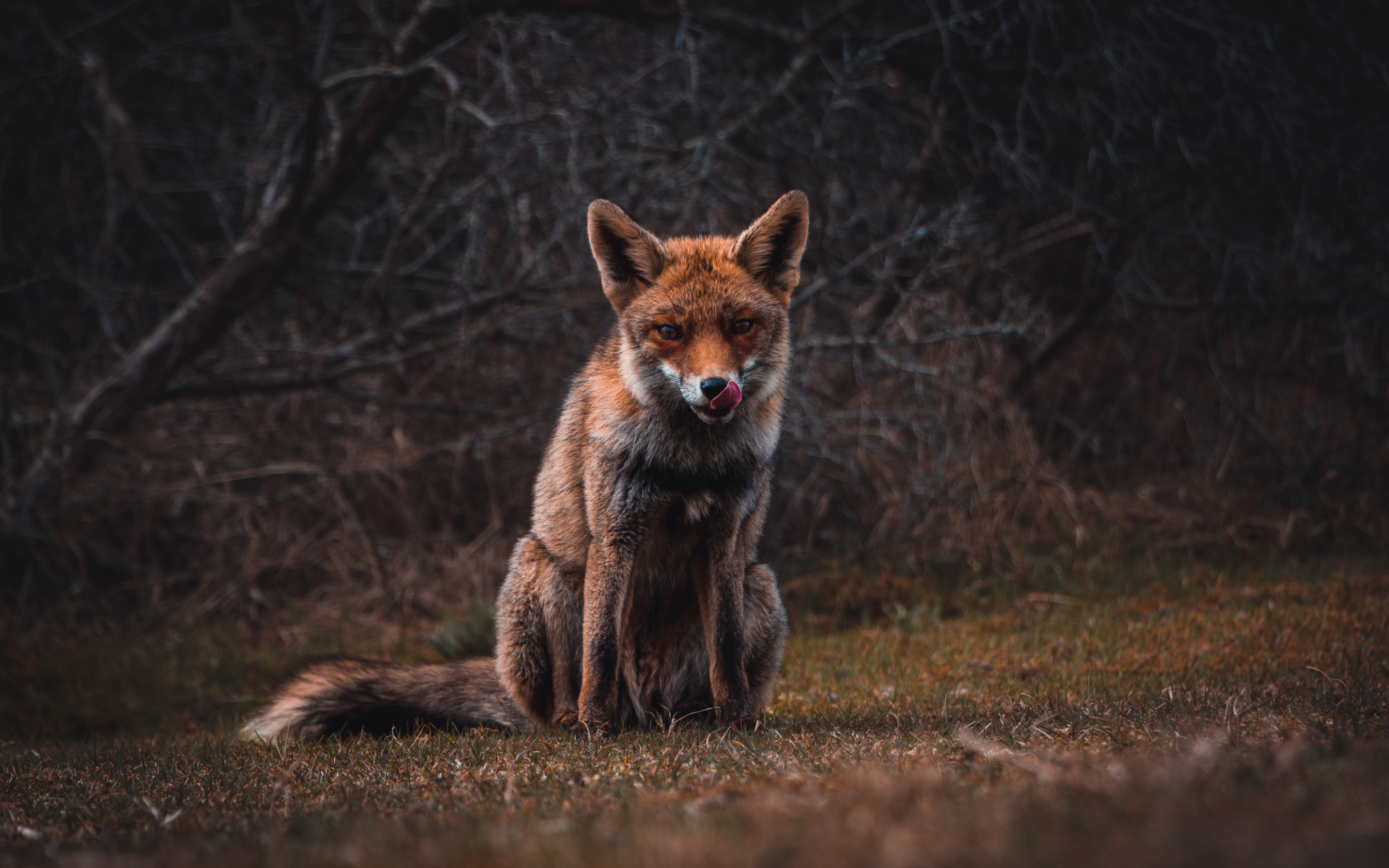 Fox, predator, animal, 2880x1800 wallpaper