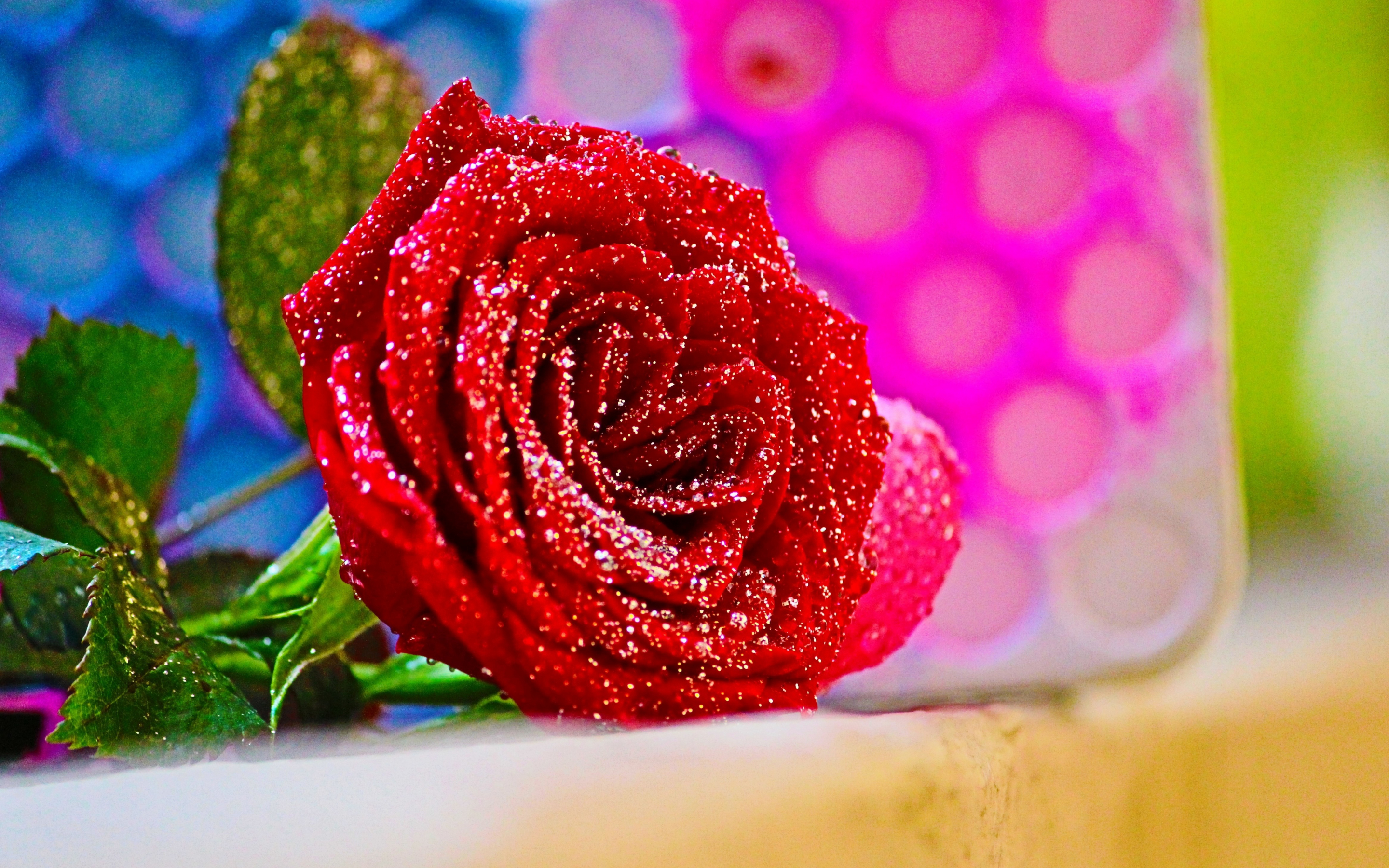 Red rose, close up, flower, 2880x1800 wallpaper