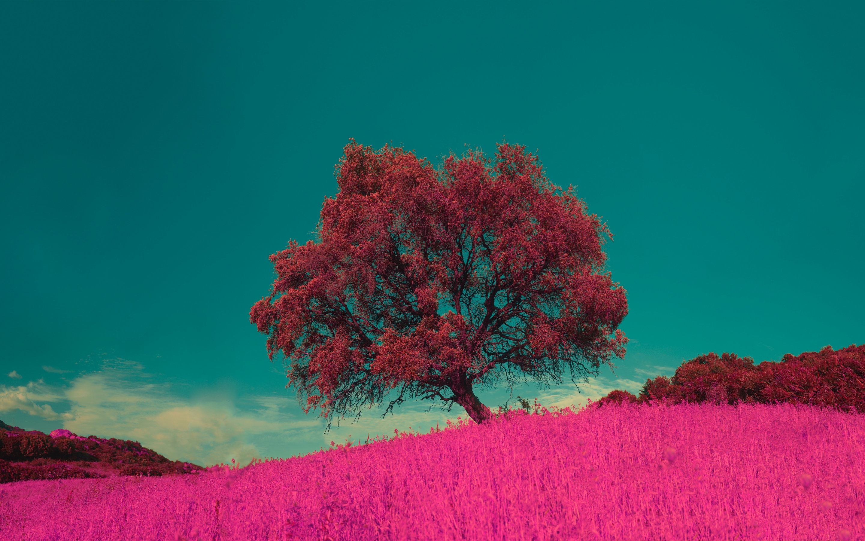 Pink flowers and tree, landscape, nature, 2880x1800 wallpaper