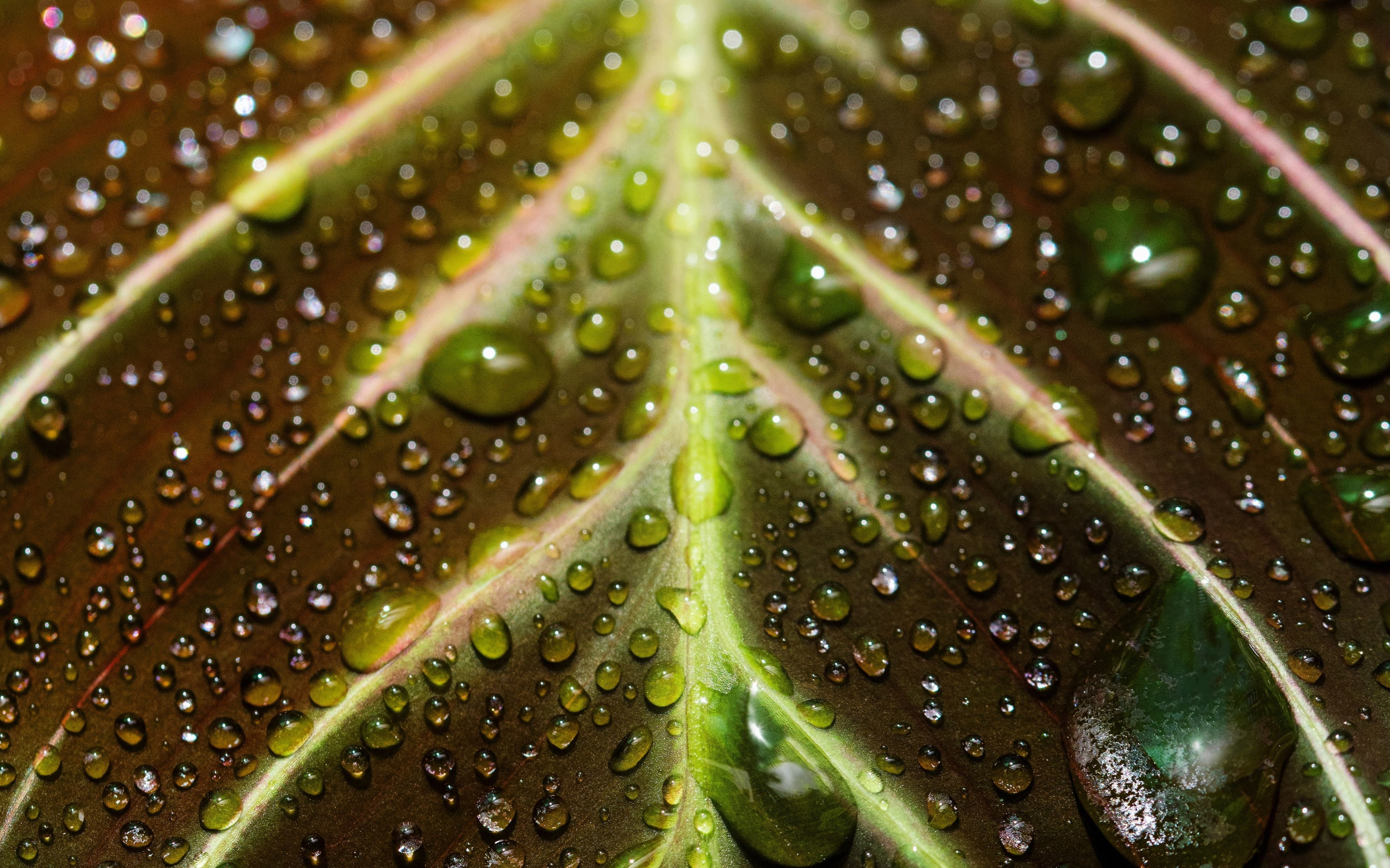 Veins of the leaf, close up, drops, 2880x1800 wallpaper