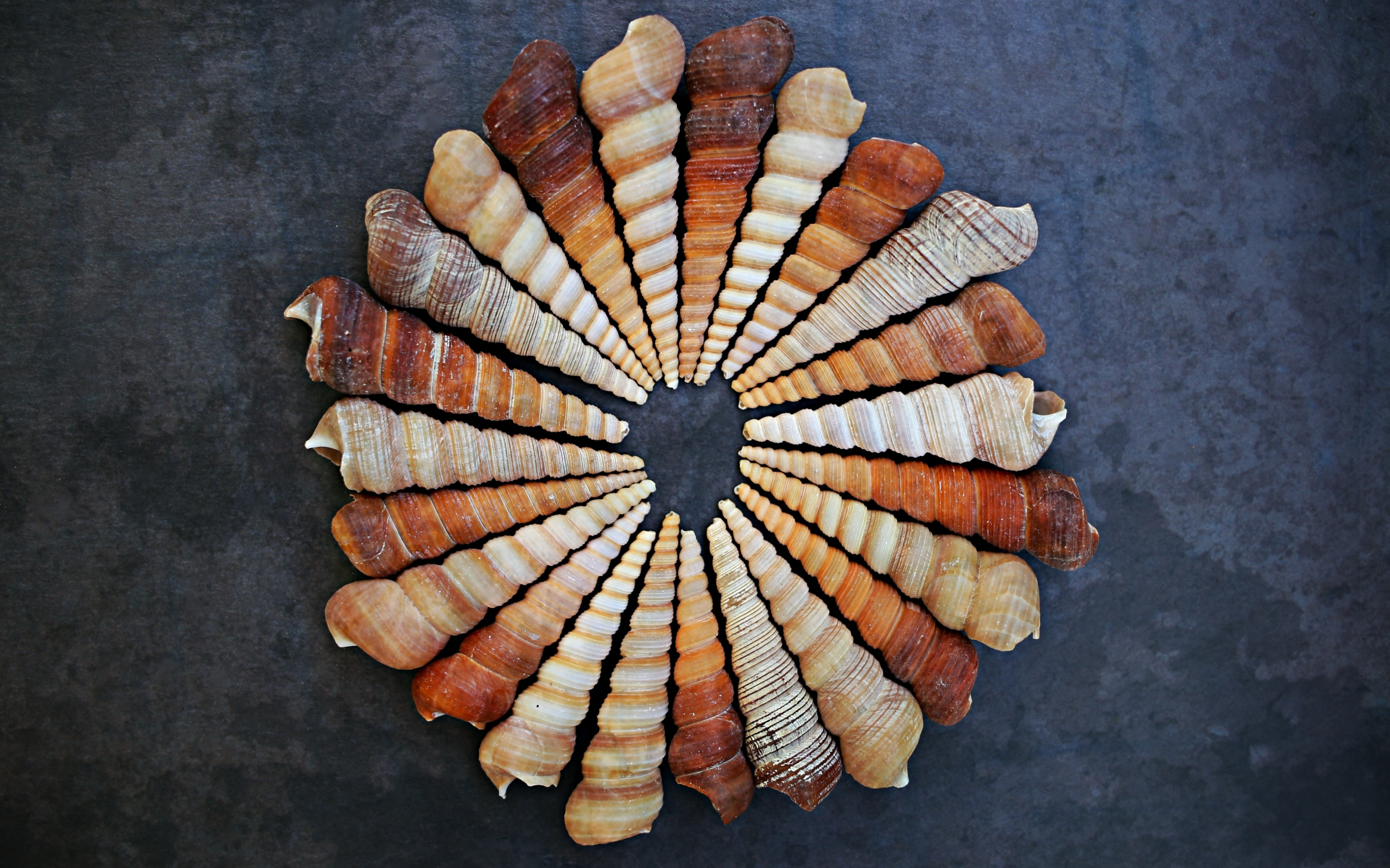 Seashell, circle, arranged, 2880x1800 wallpaper