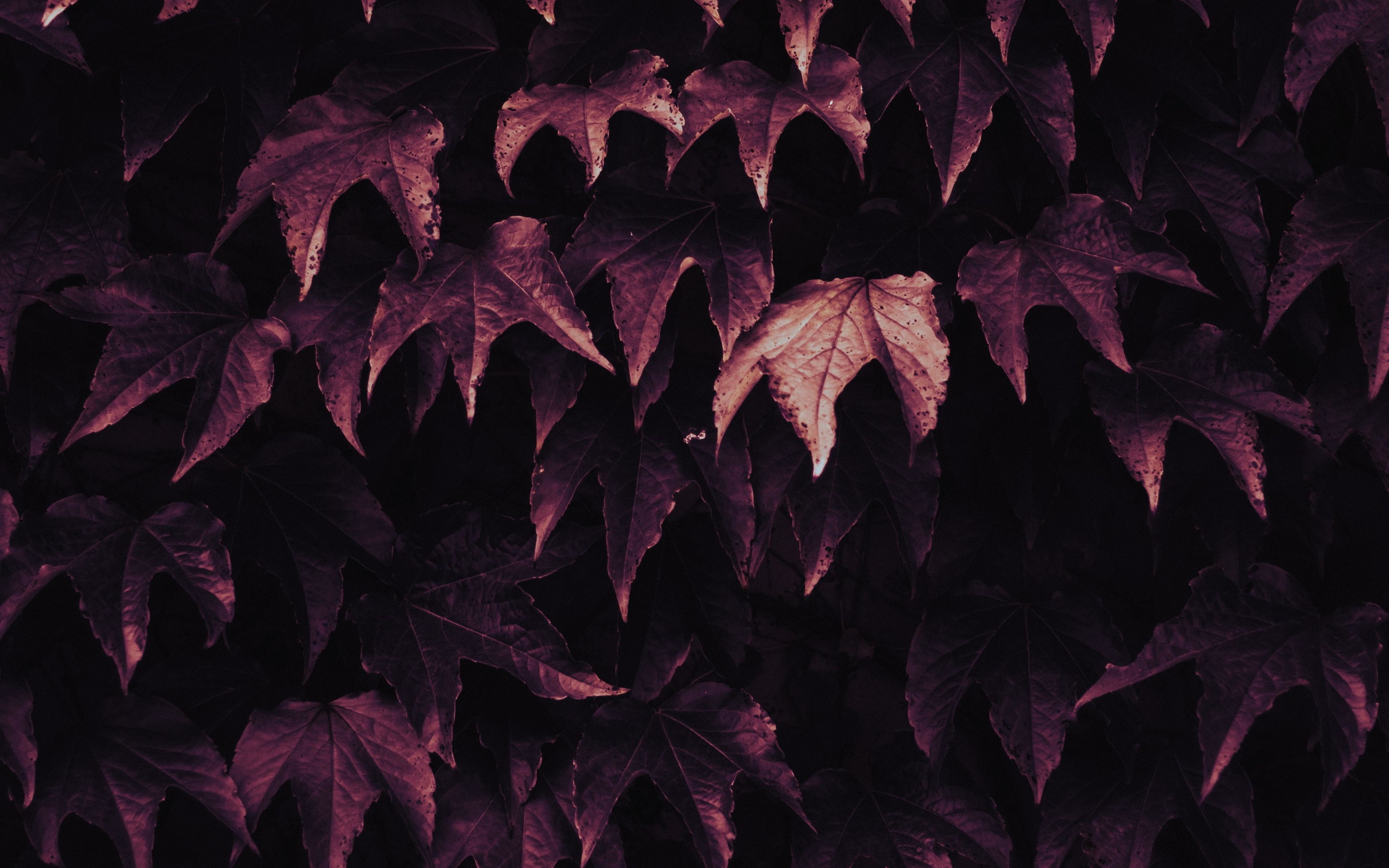 Leaves, foliage, nature, 2880x1800 wallpaper
