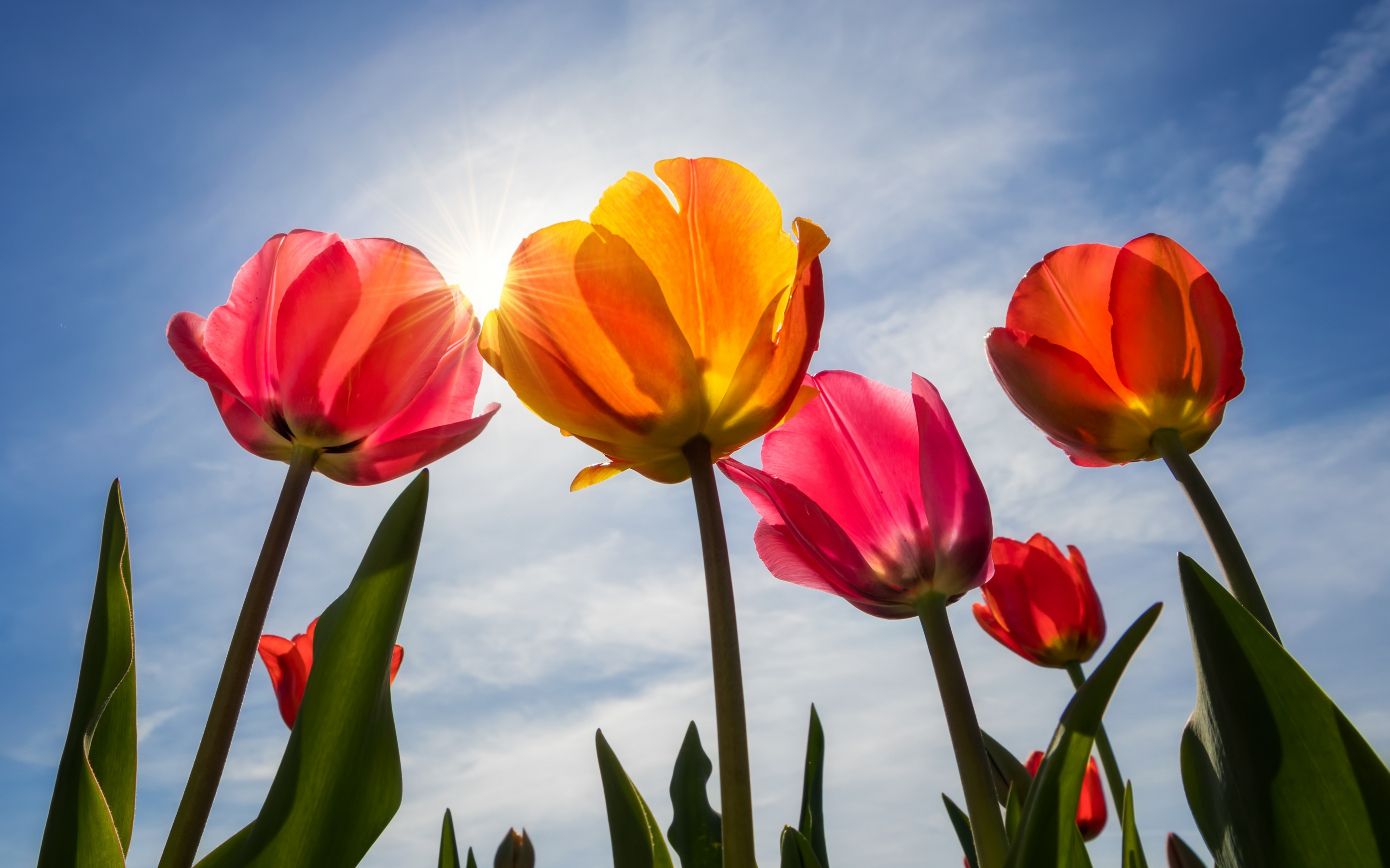 Tulips, bloom, sunny day, spring, 2880x1800 wallpaper