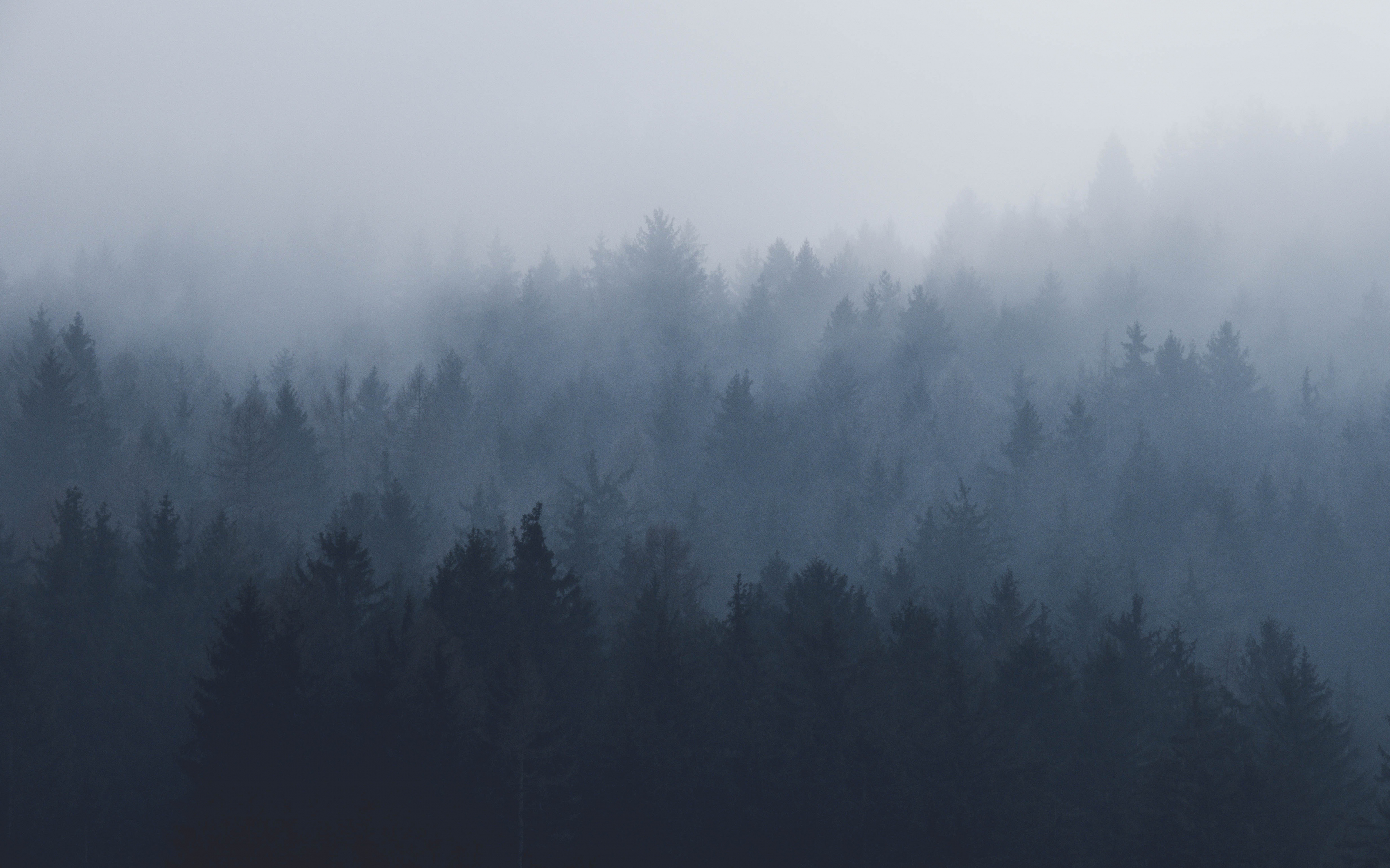 Misty day, fog, nature, trees, 2880x1800 wallpaper