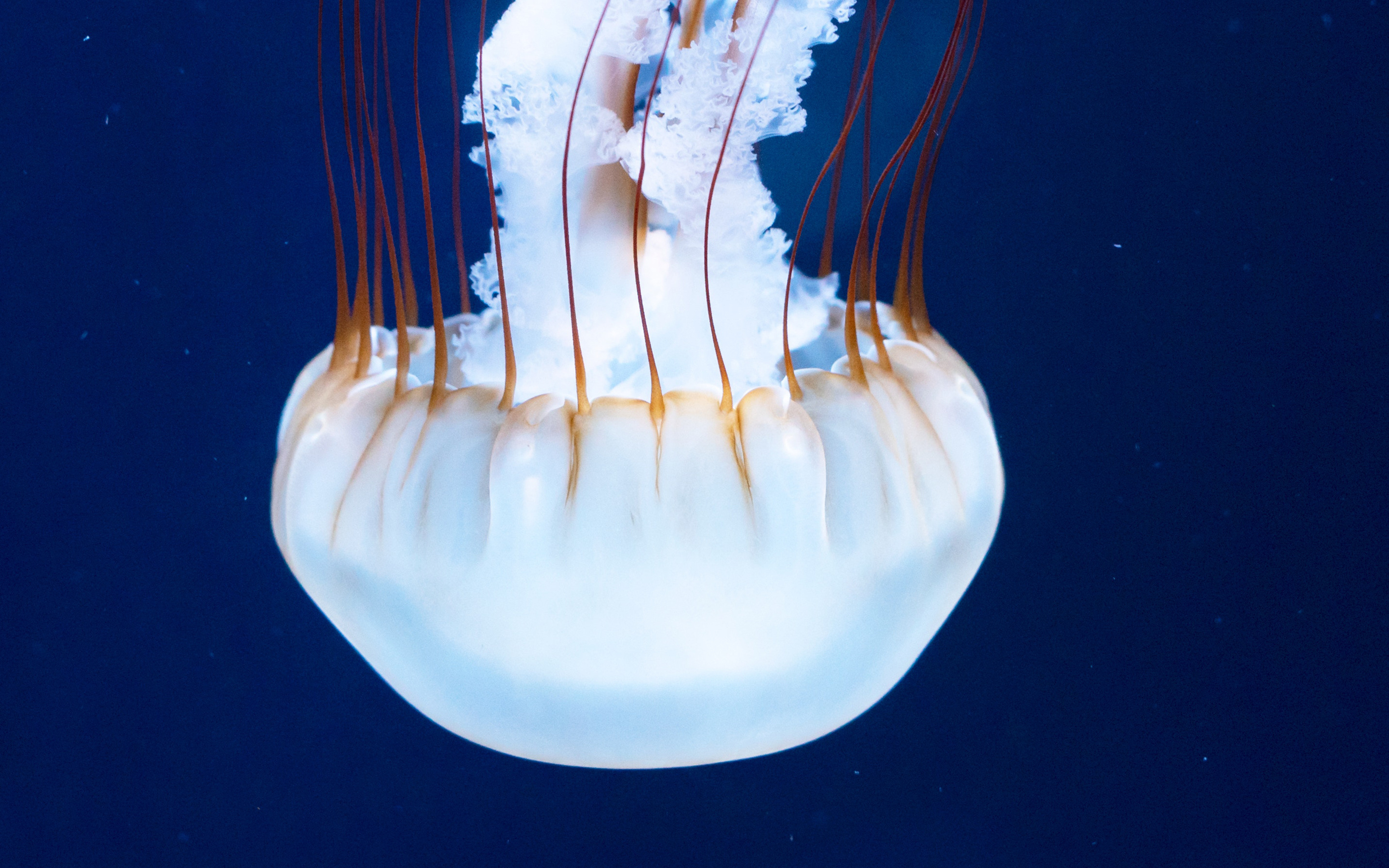 Jellyfish, white glow, underwater, 2880x1800 wallpaper