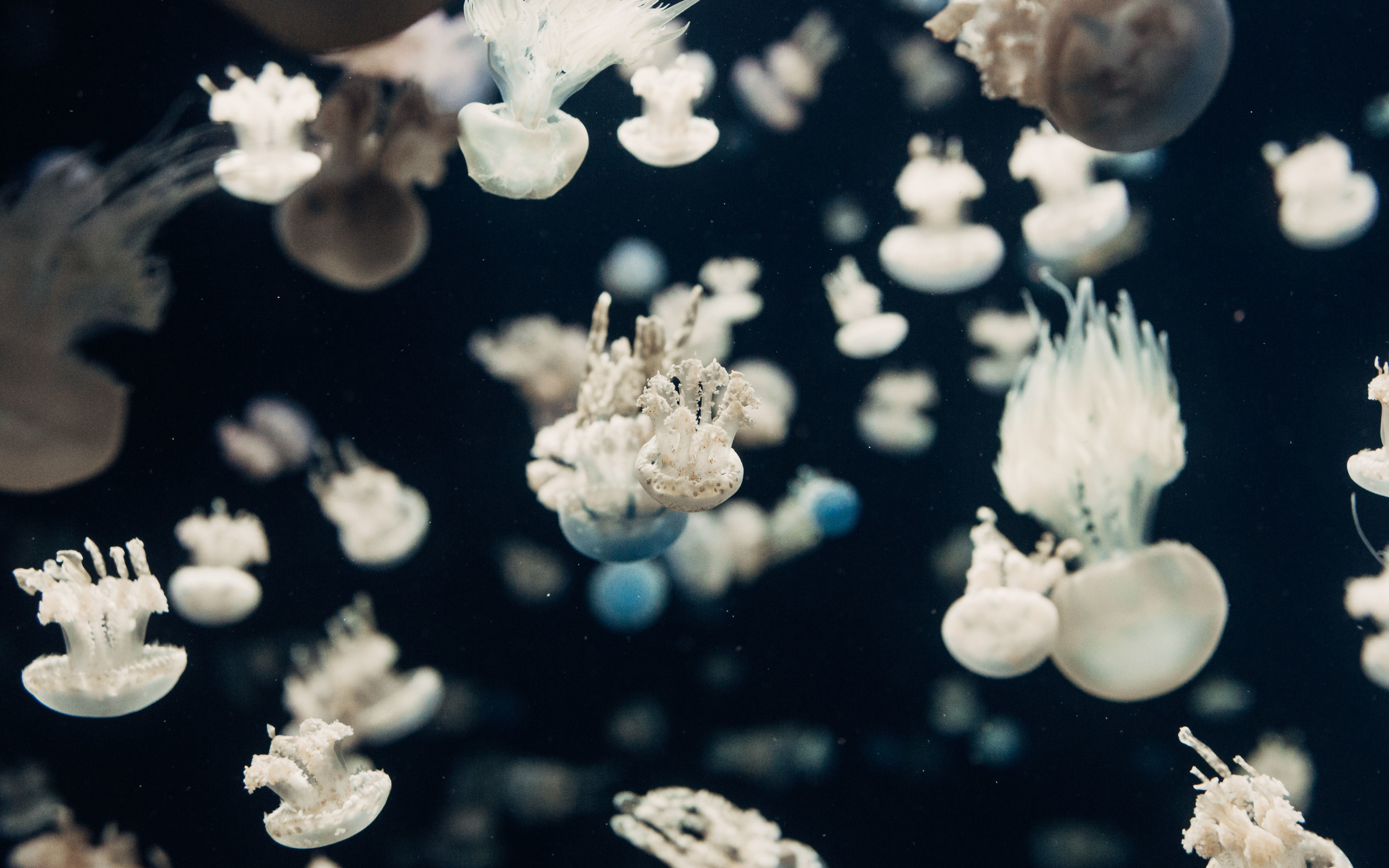 Jellyfish, underwater, 2880x1800 wallpaper
