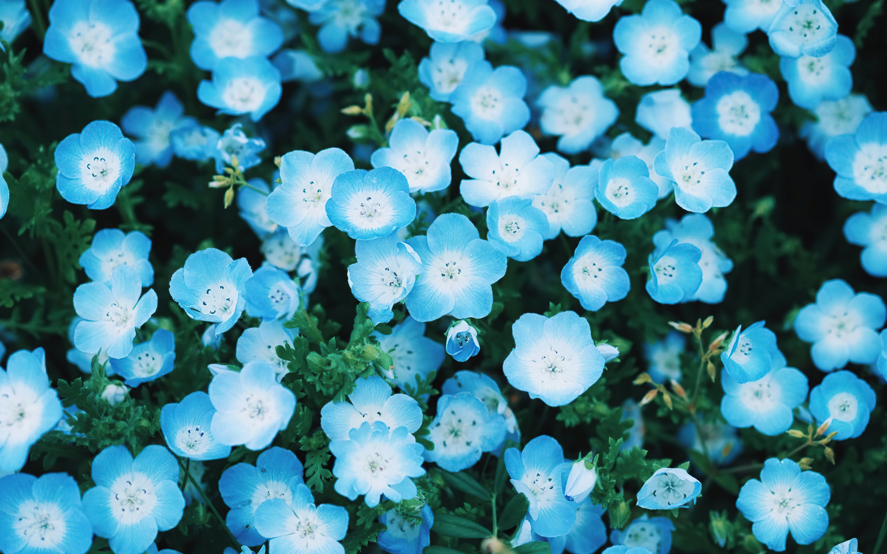 Blue flower, tiny and beautiful, close up, bloom, 2880x1800 wallpaper