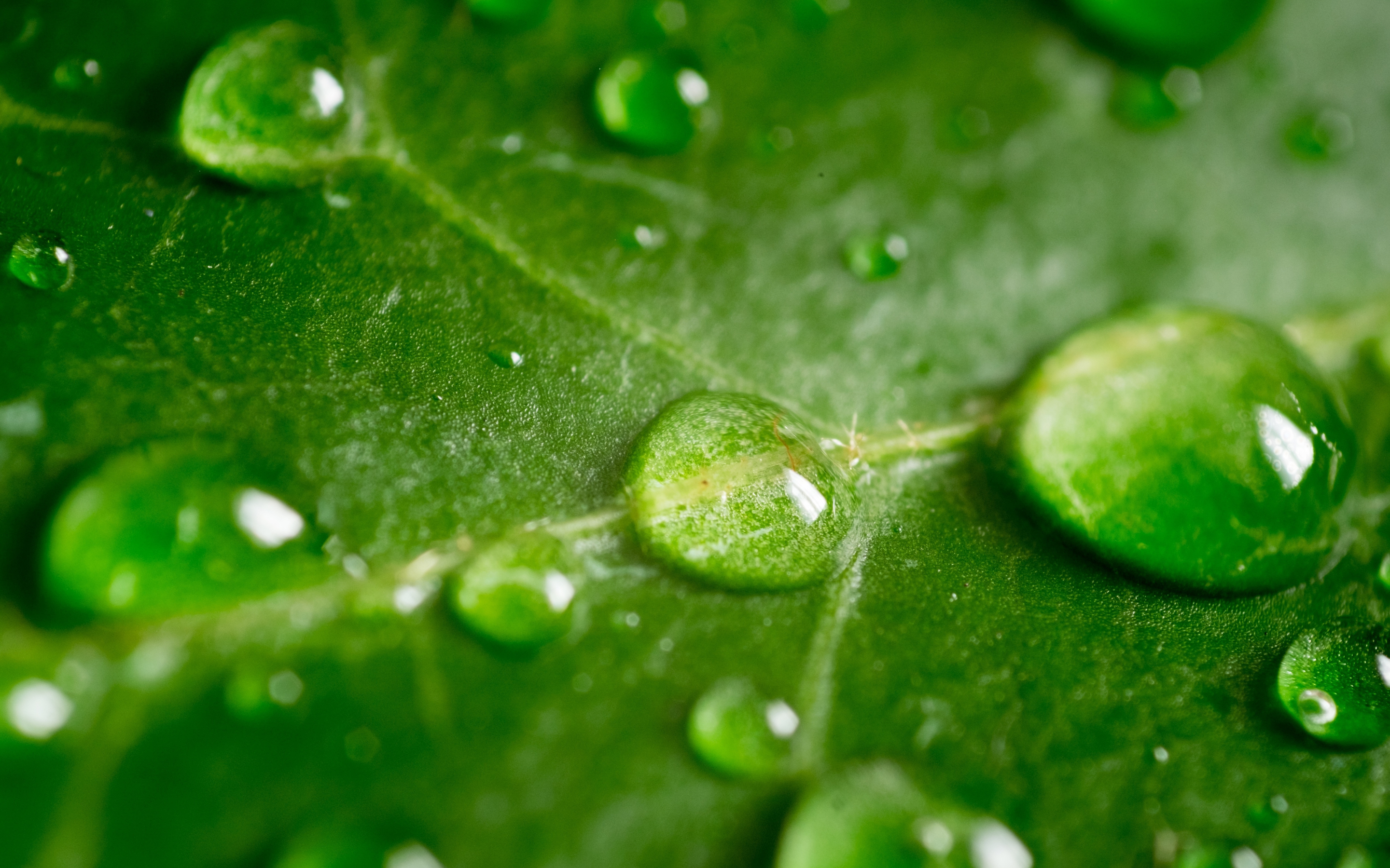 Leaf, green, drops, 2880x1800 wallpaper