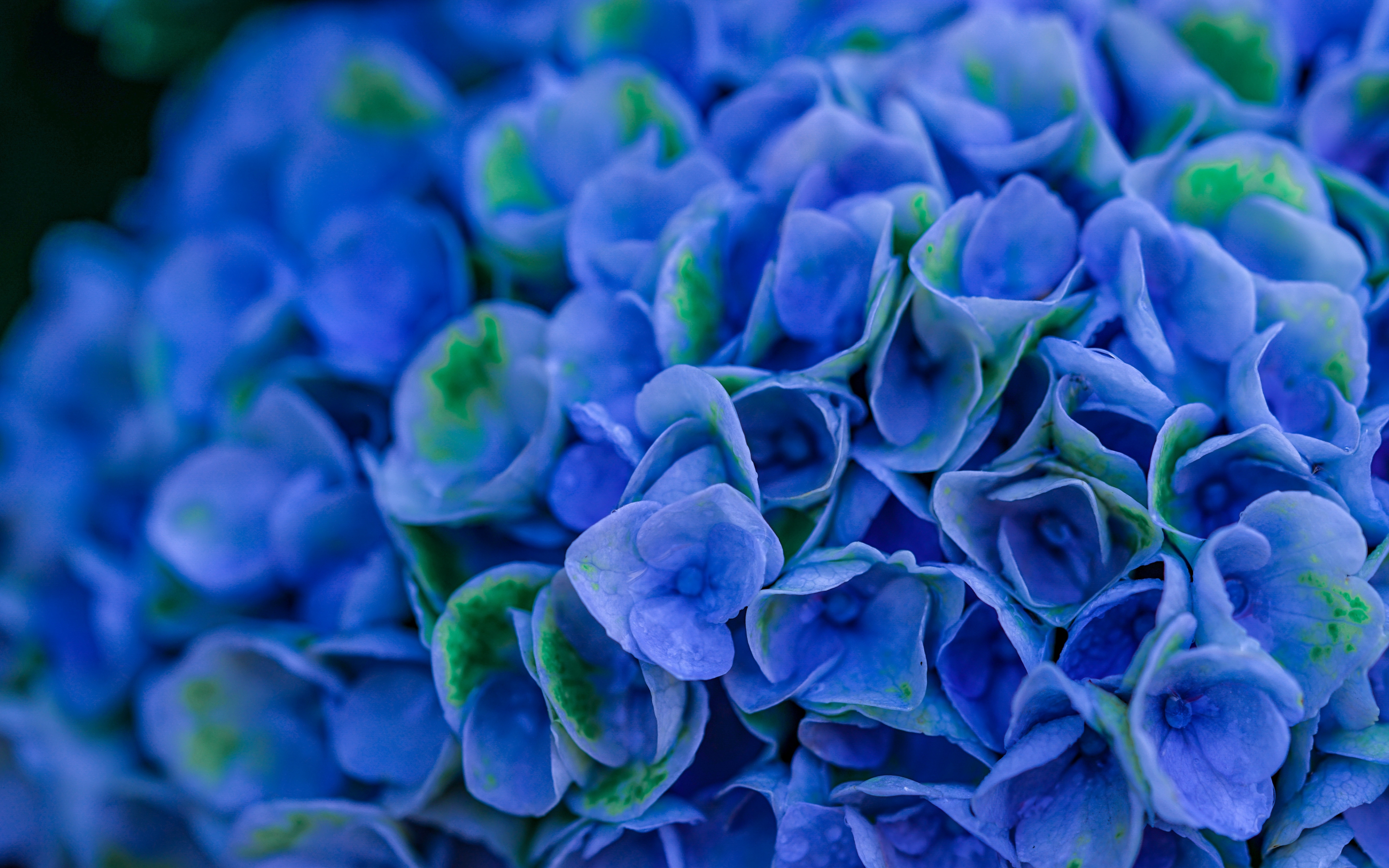 Bloom, blue, Hydrangeas, close up, 2880x1800 wallpaper