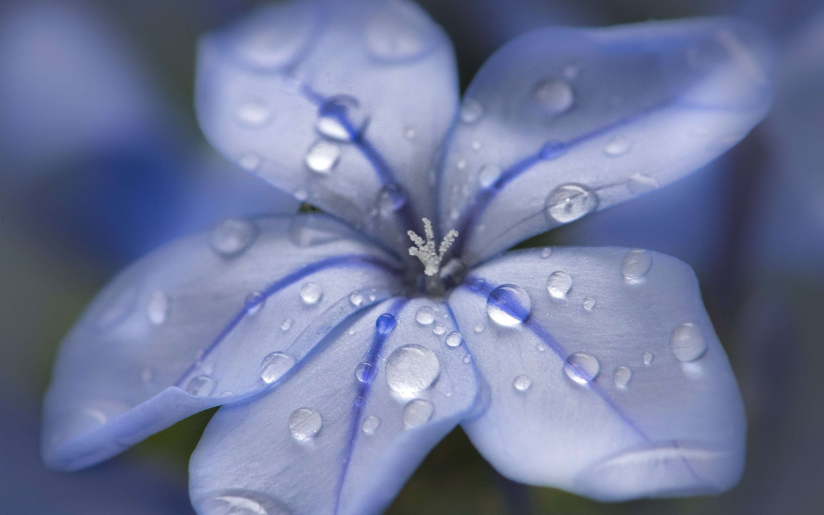 Blue flower, water drops, close up, 2880x1800 wallpaper