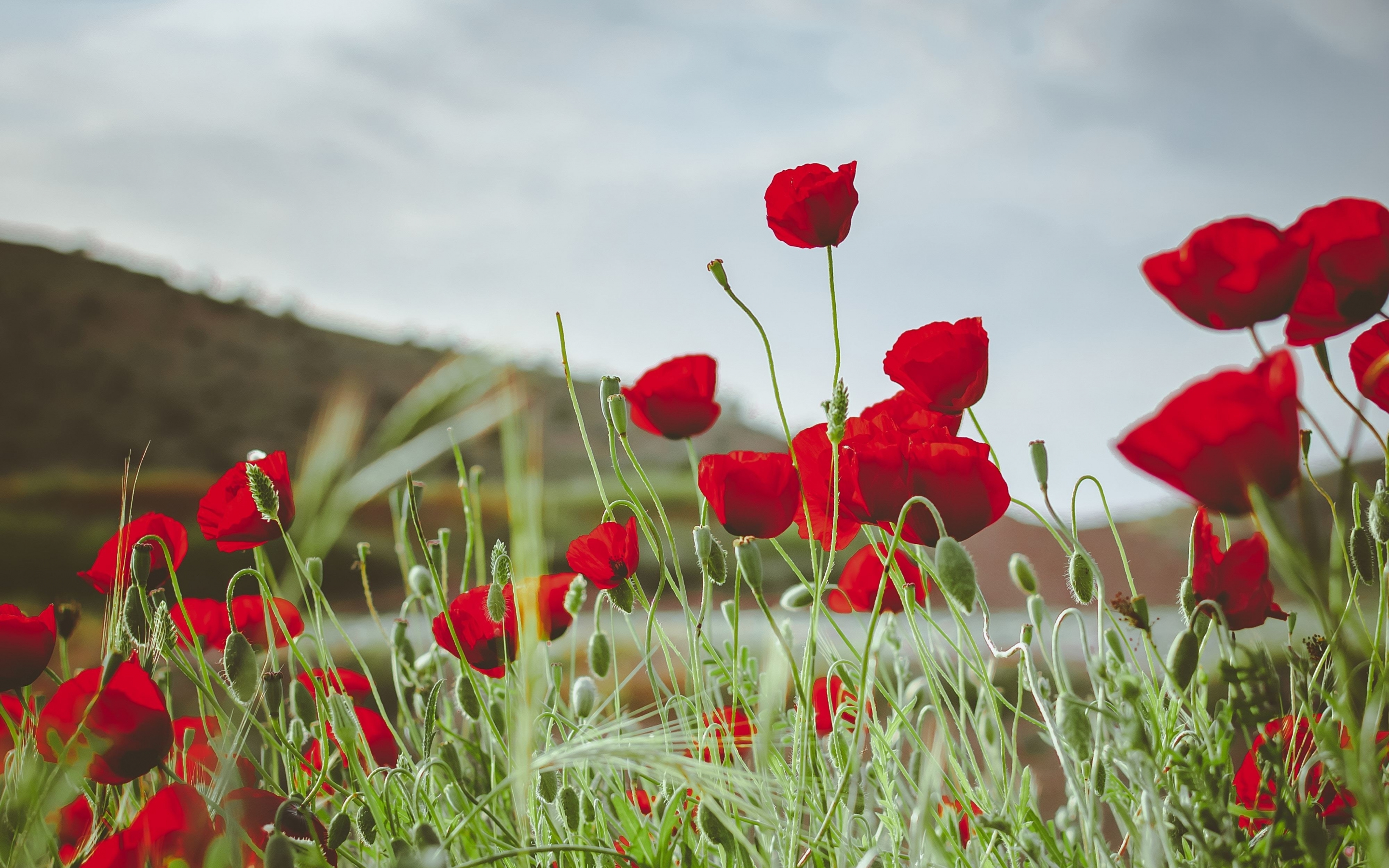 Meadow, bright and red poppy, plants, nature, 2880x1800 wallpaper