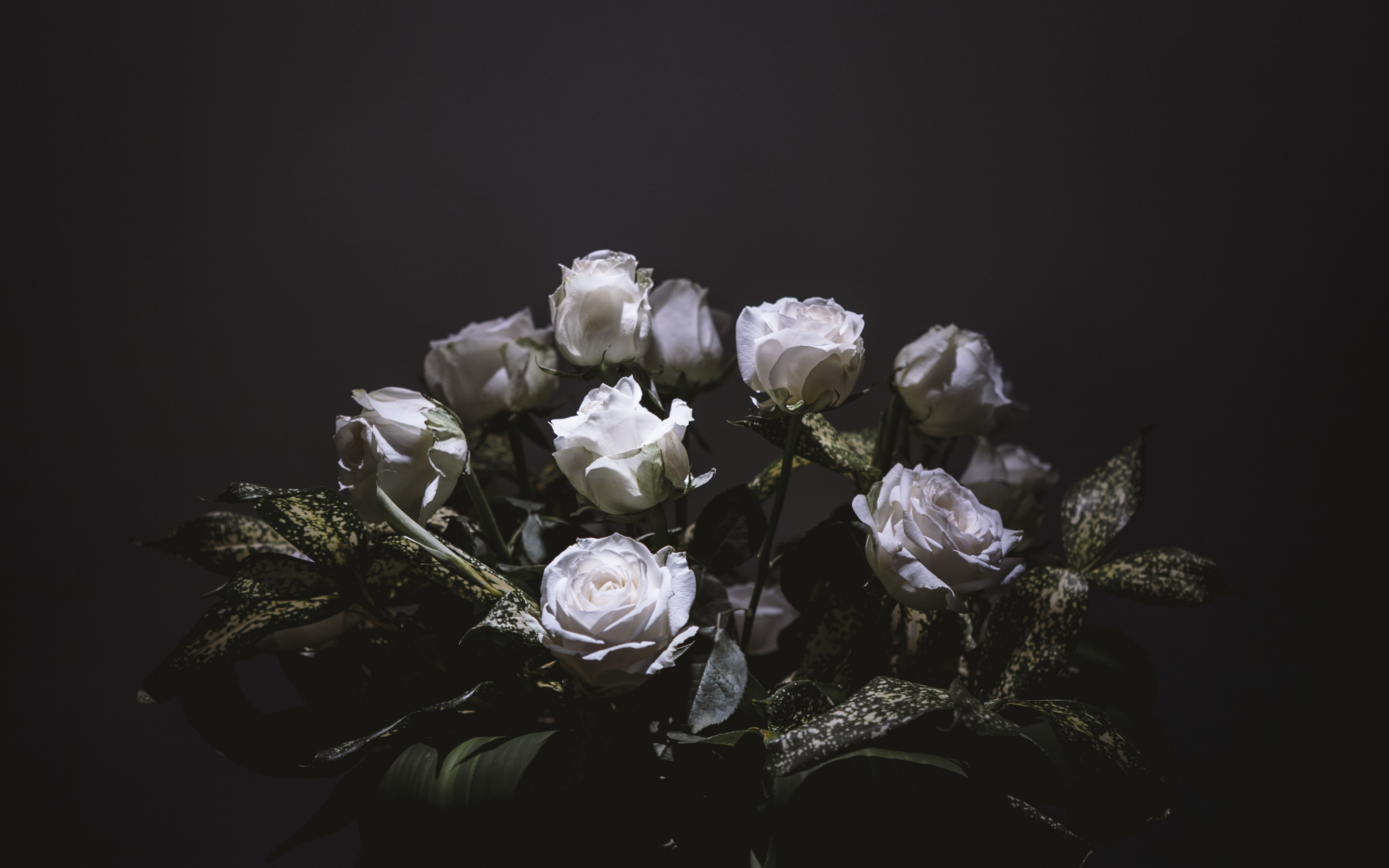 White roses, bouquet, portrait, 2880x1800 wallpaper