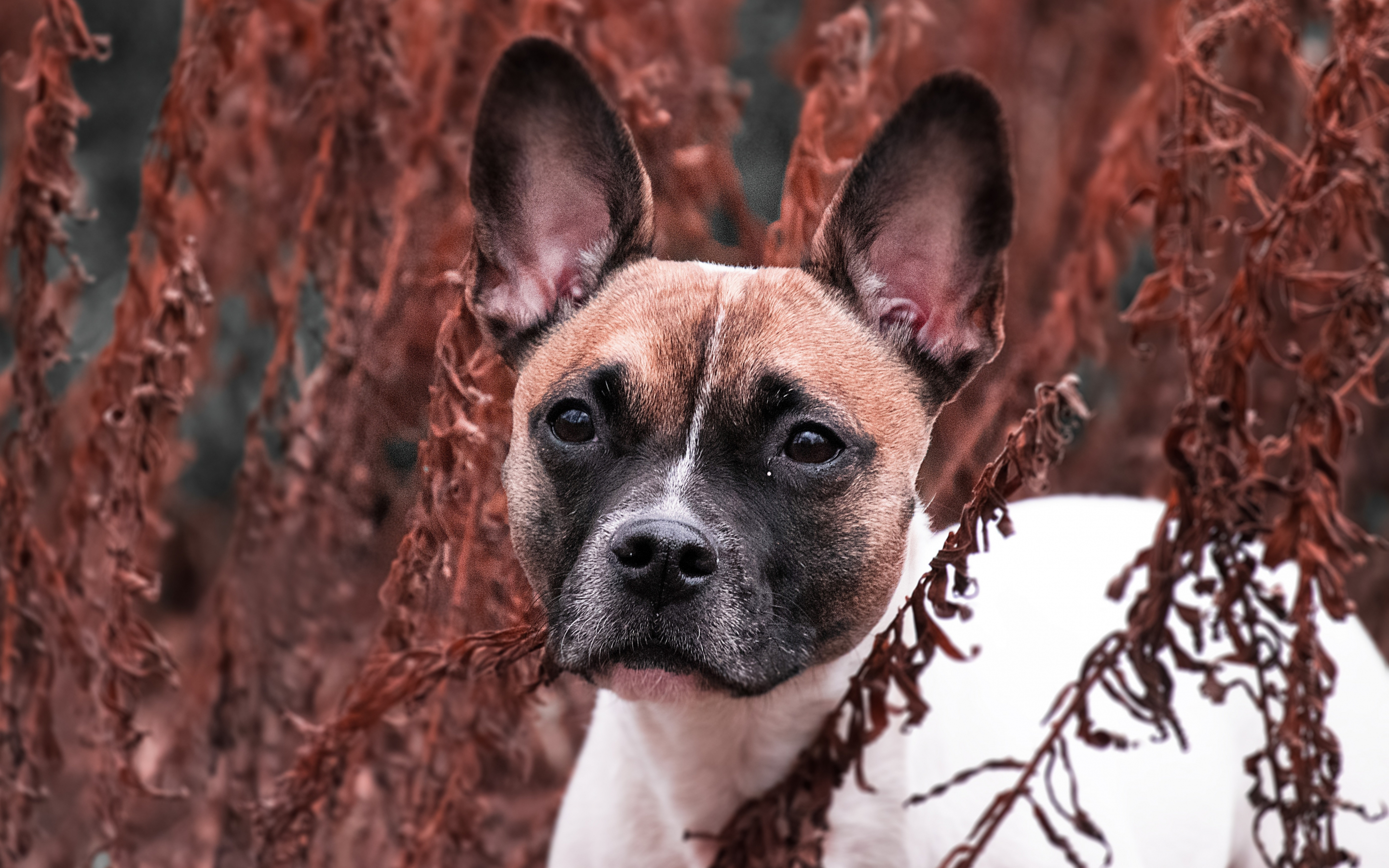 Stare, pet animal, dog, outdoor, 2880x1800 wallpaper