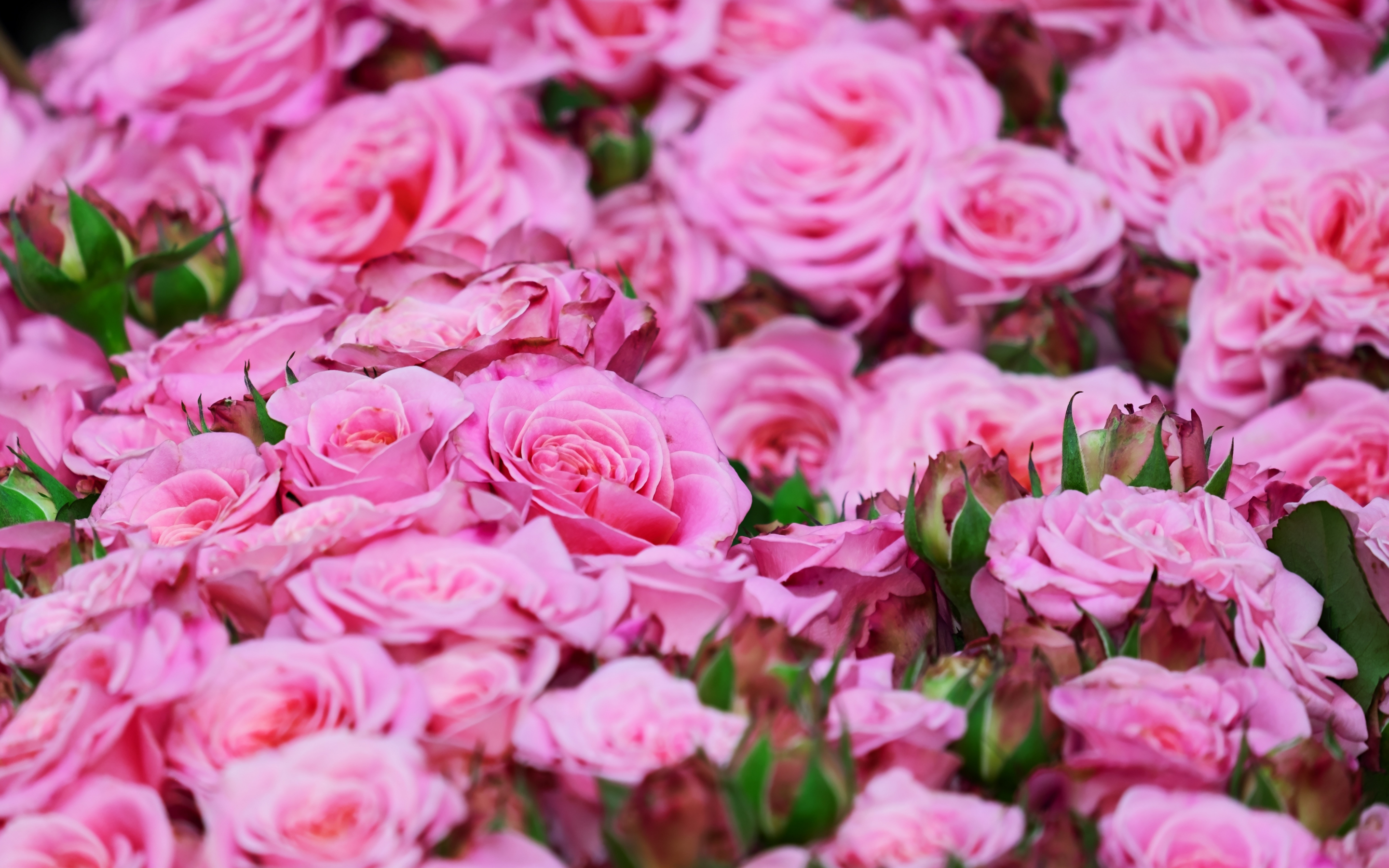 Roses, pink, fresh, bouquet, 2880x1800 wallpaper
