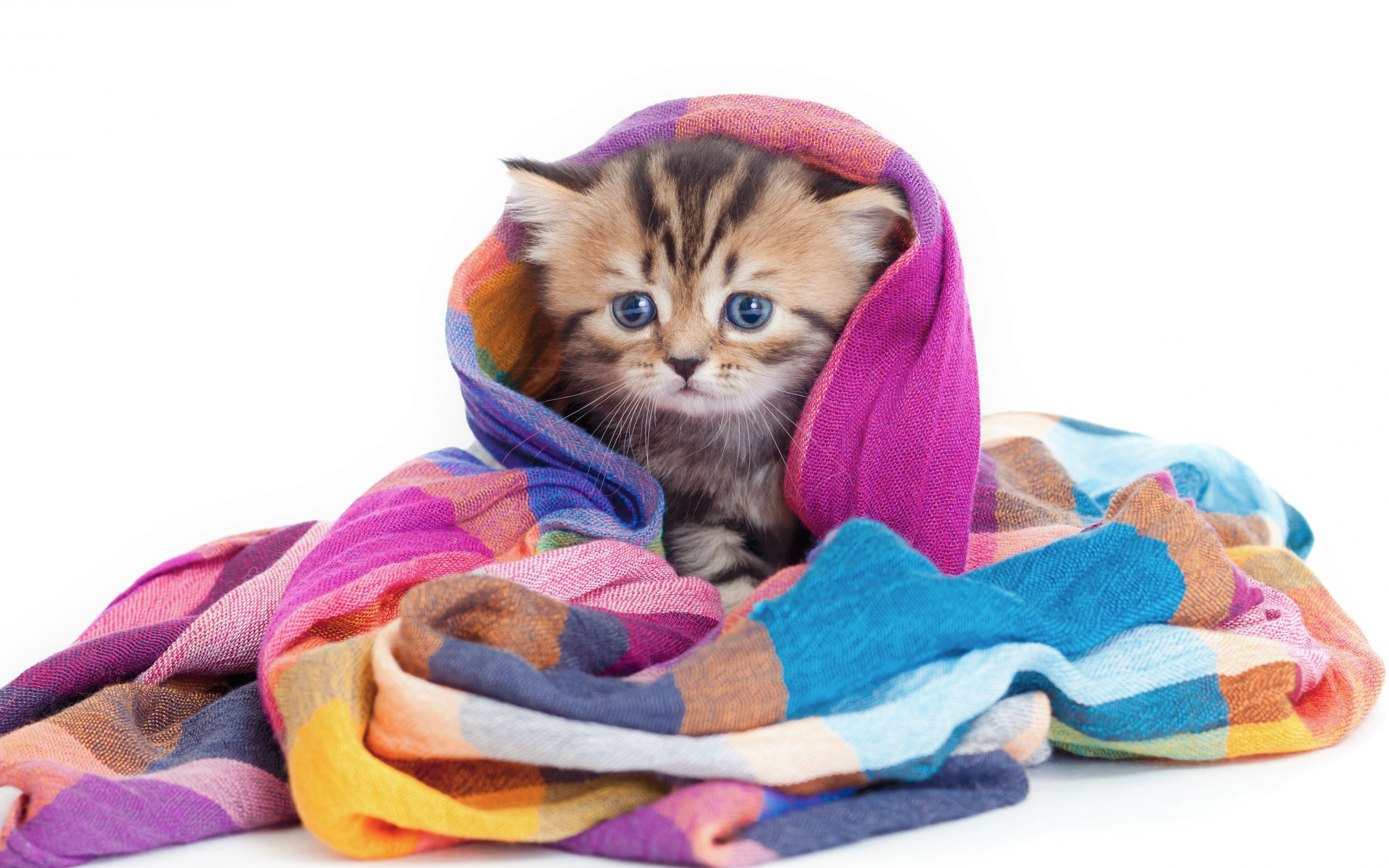 Cute, animal, feline wrap in blanket, 2880x1800 wallpaper