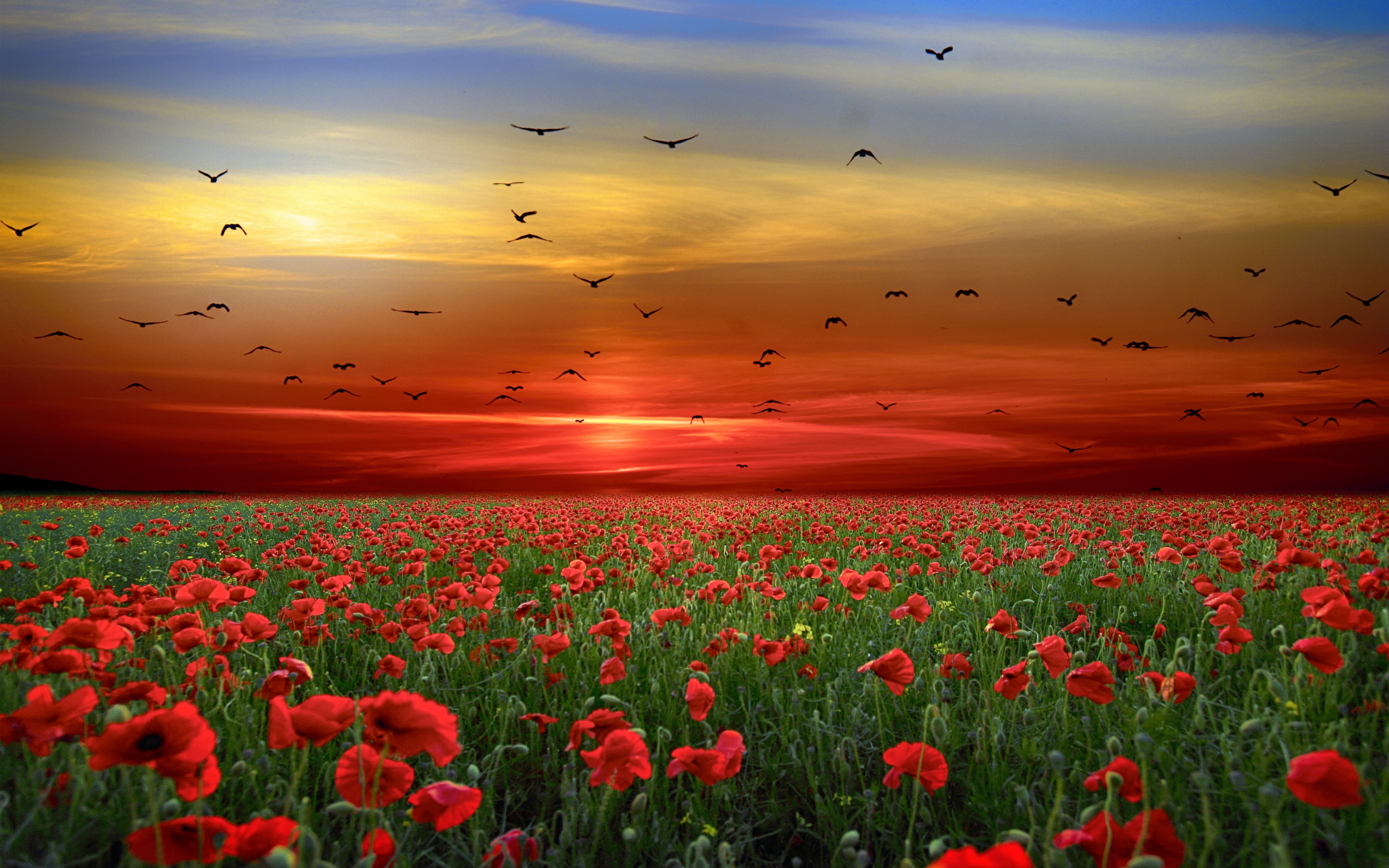 Landscape, poppy farm, sunset, 2880x1800 wallpaper