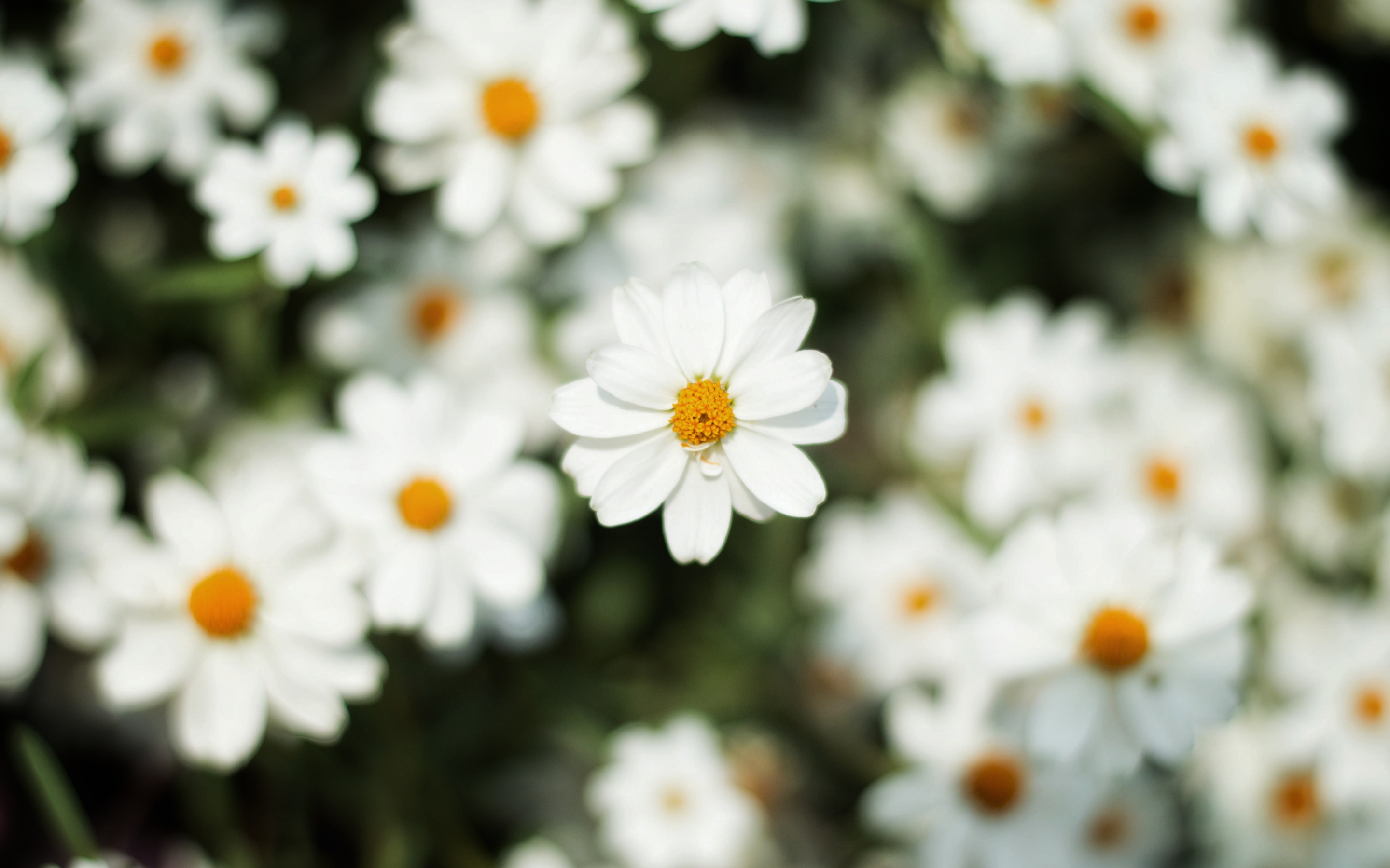 Blur, bloom, white daisy, flowers, 2880x1800 wallpaper