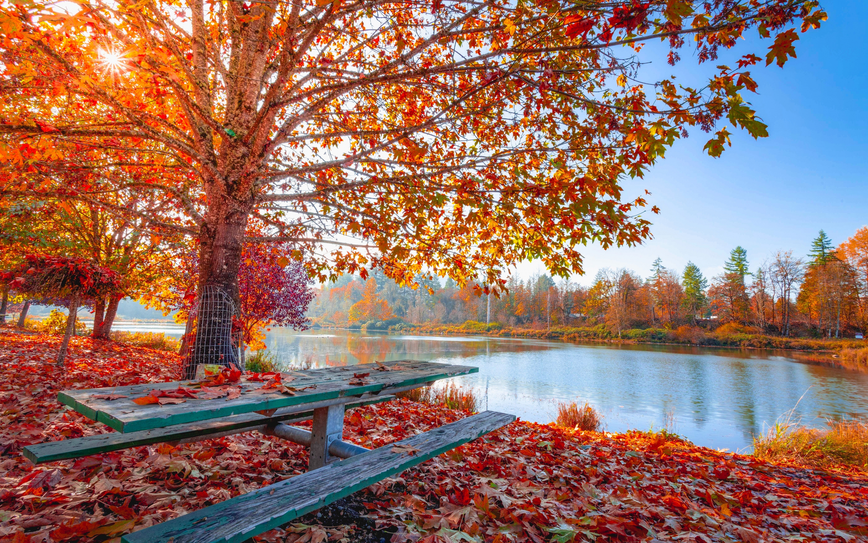 Autumn, fall, maple tree, foliage, autumn, leaves, sunny day, lakeside, 2880x1800 wallpaper