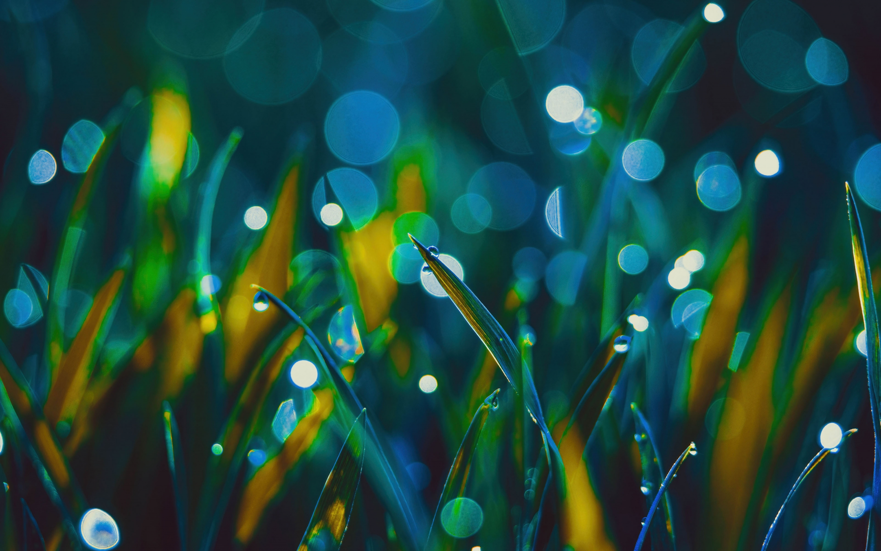 Grass, bokeh, dew drops, macro, 2880x1800 wallpaper