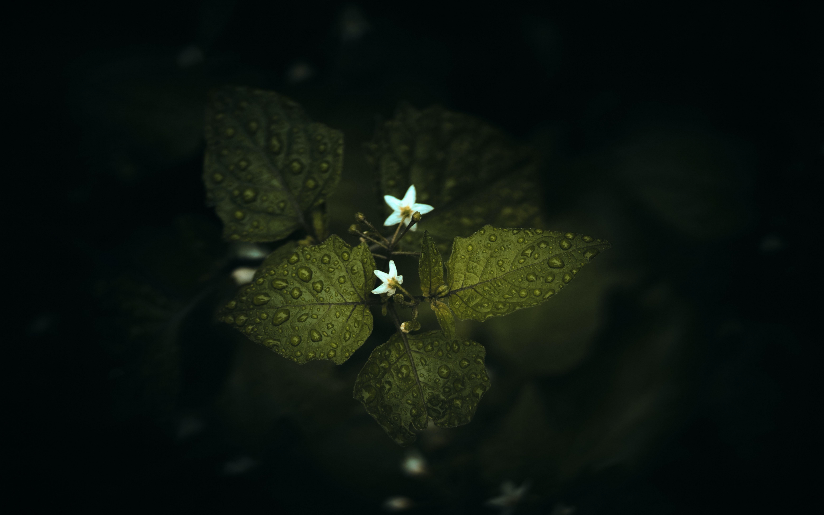 Three leaves, small flower buds, branch, 2880x1800 wallpaper