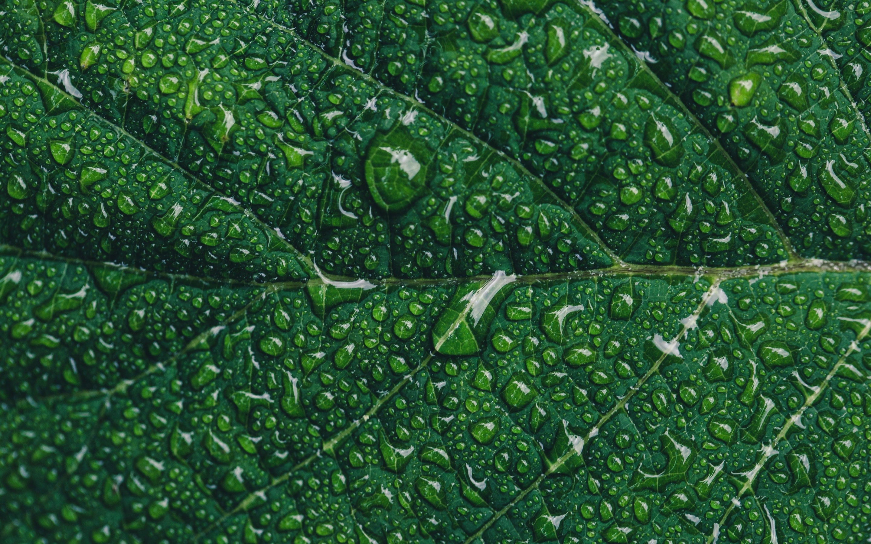 Leaf, close up, green, drops, 2880x1800 wallpaper