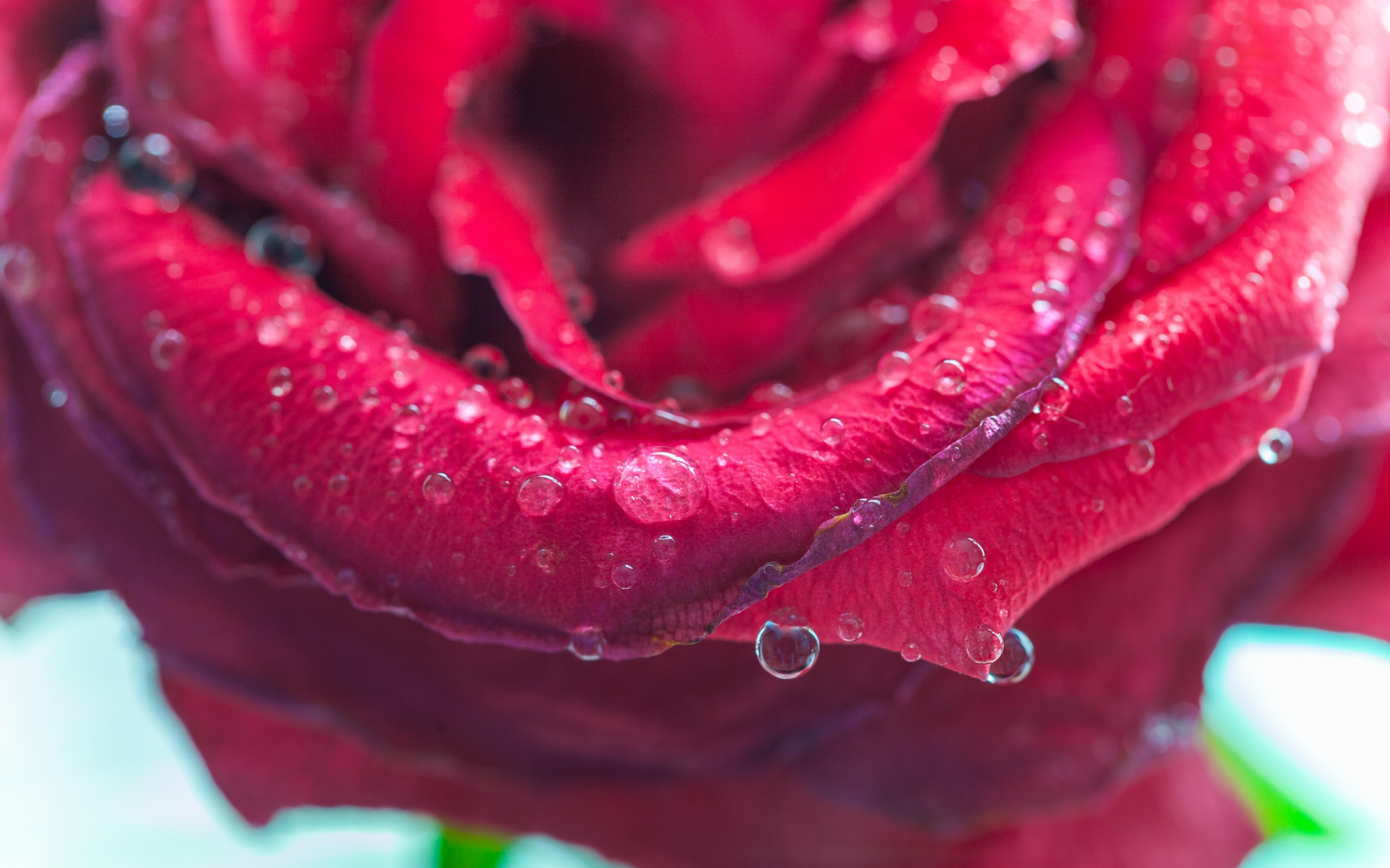 Rose, drops, pink, close up, 2880x1800 wallpaper