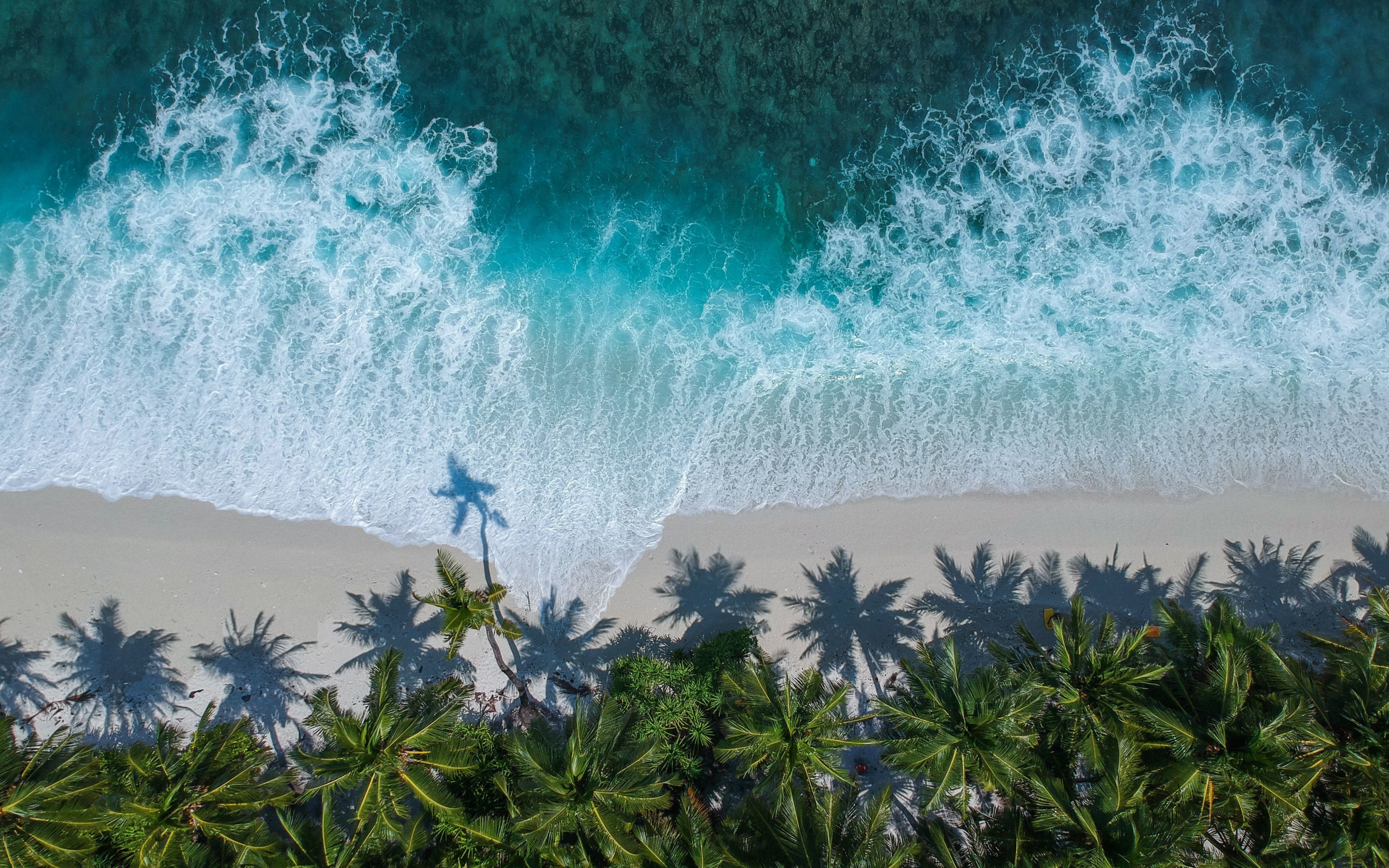 Beautiful beach, aerial view, palm trees, sea, 2880x1800 wallpaper