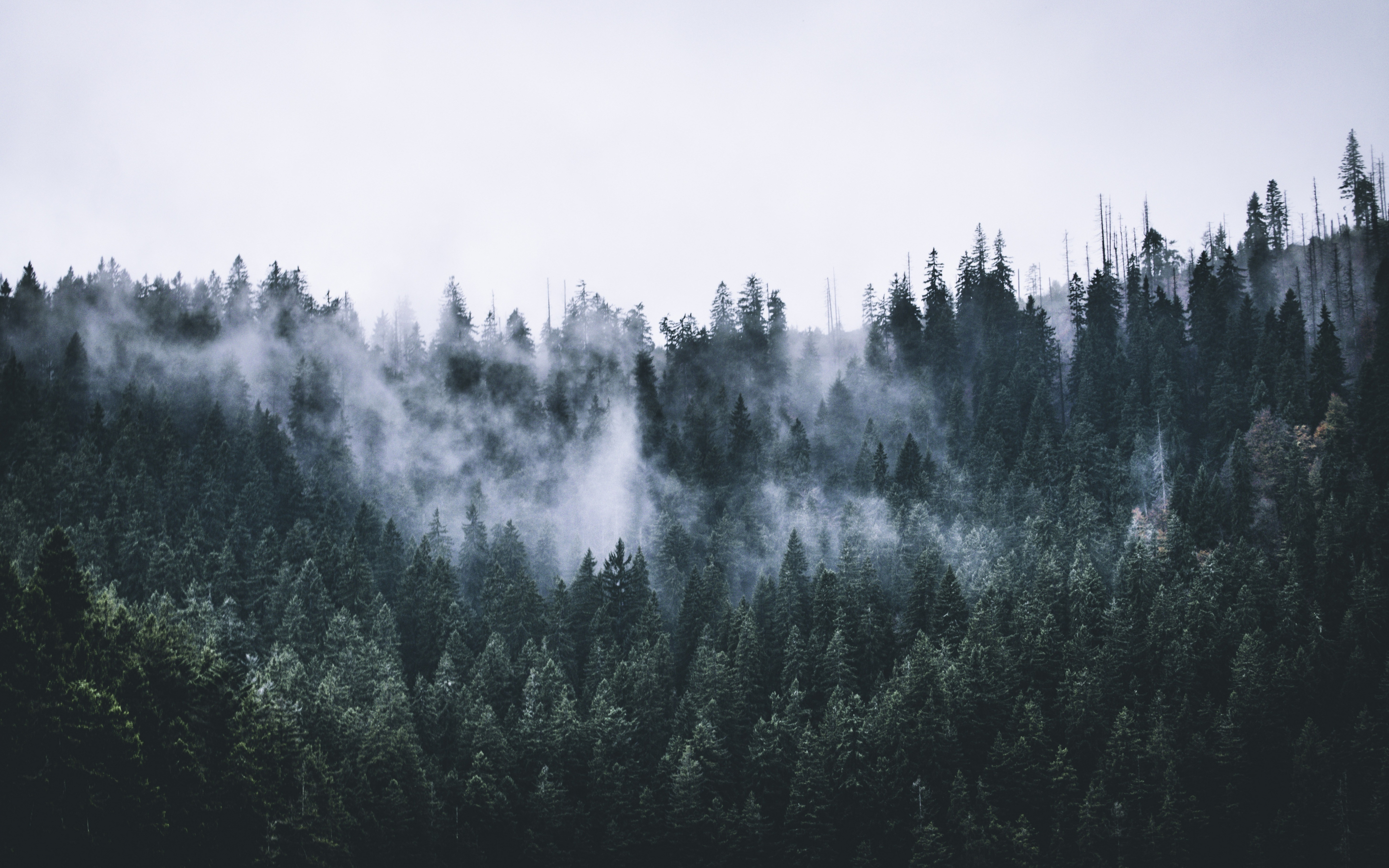 Green, forest, fog, nature, trees, dawn, 2880x1800 wallpaper