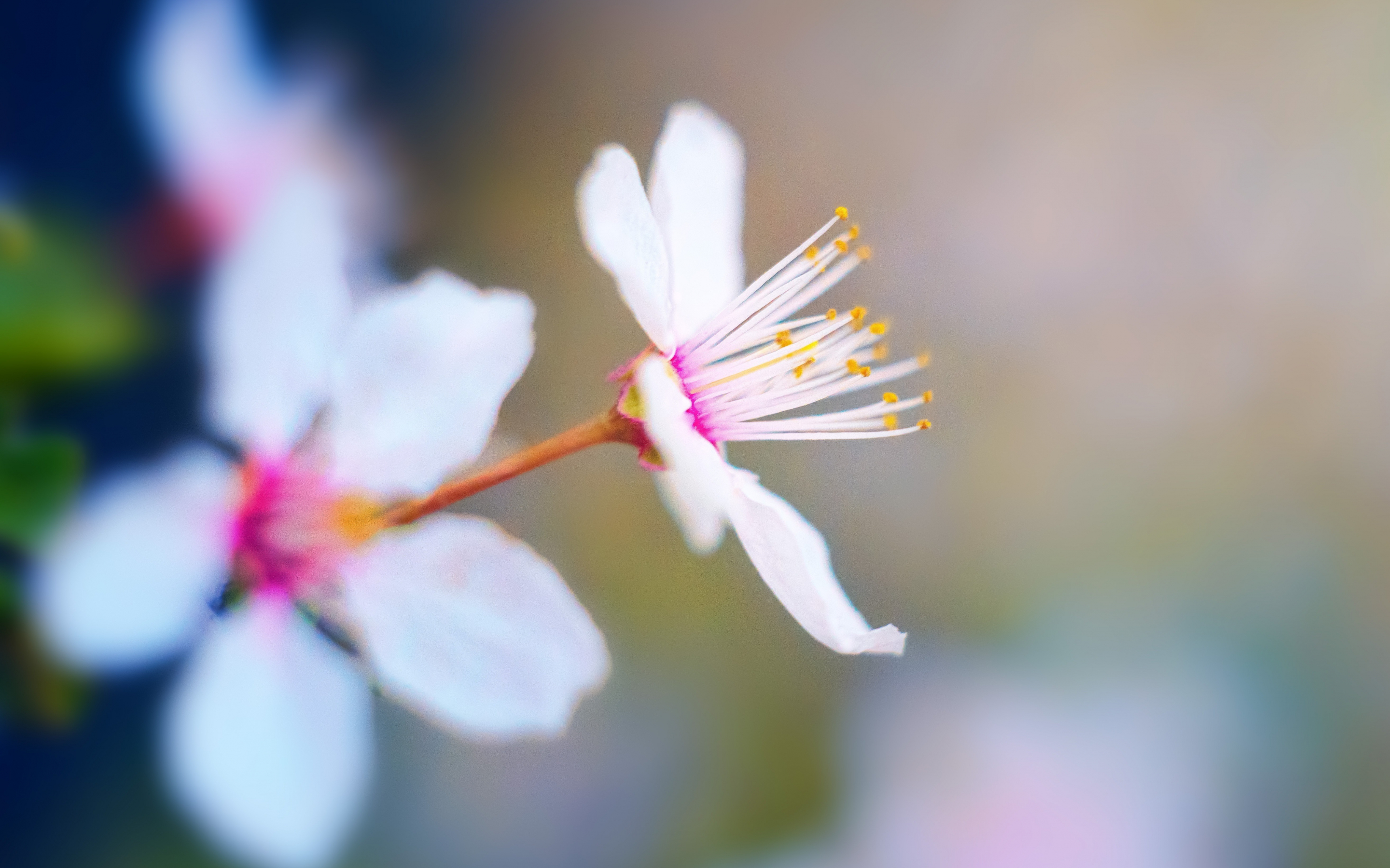 Spring, cherry flowers, blossom, blur, 2880x1800 wallpaper