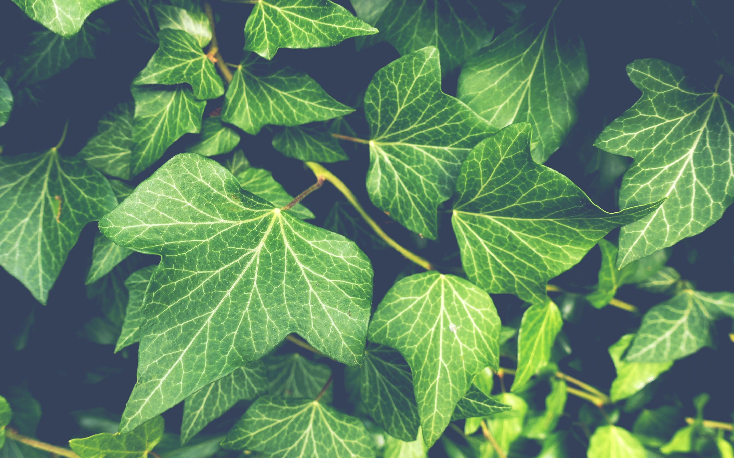 Ivy plant, green leaves, close up, 2880x1800 wallpaper