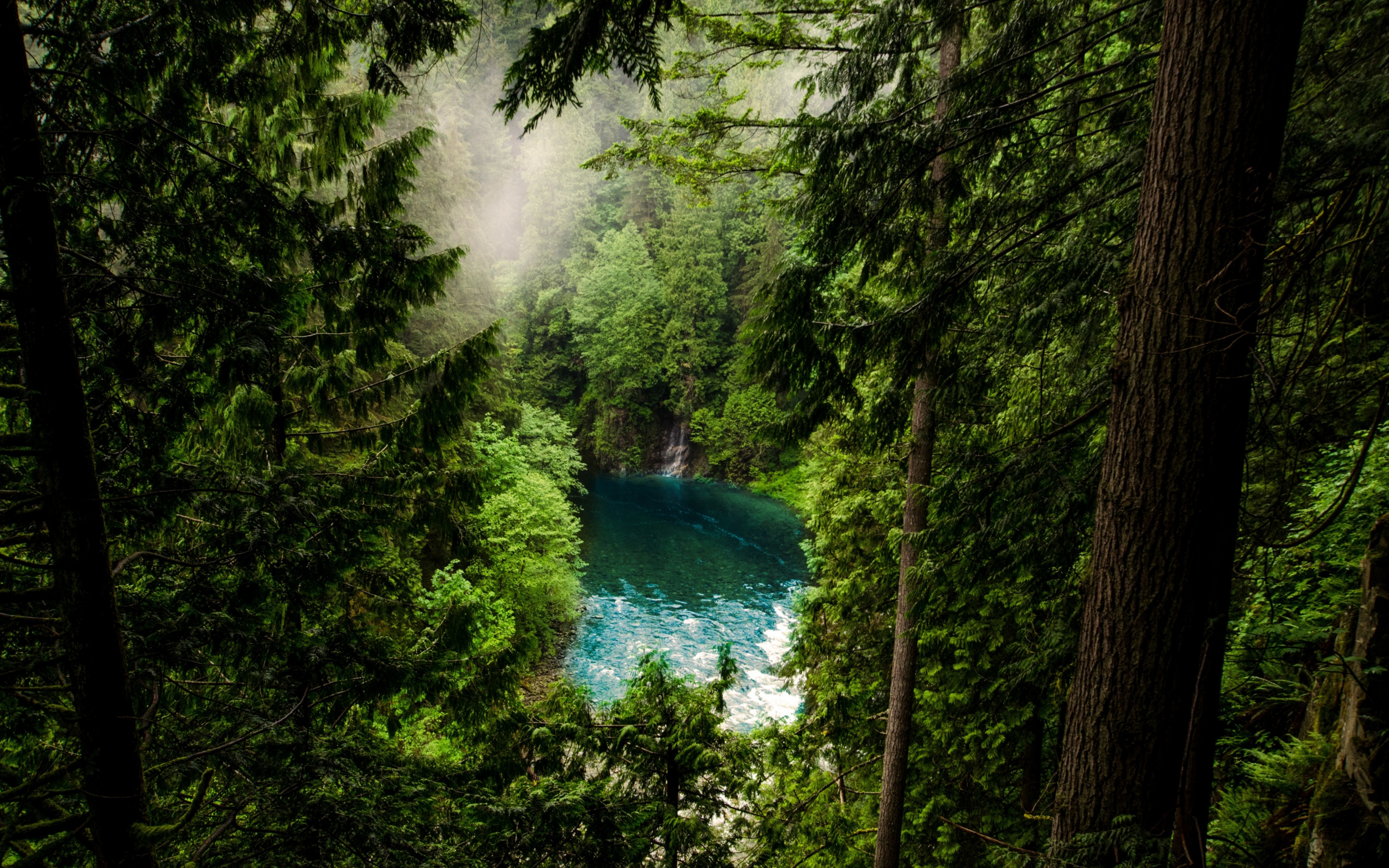 Forest, lake, green trees, nature, 2880x1800 wallpaper