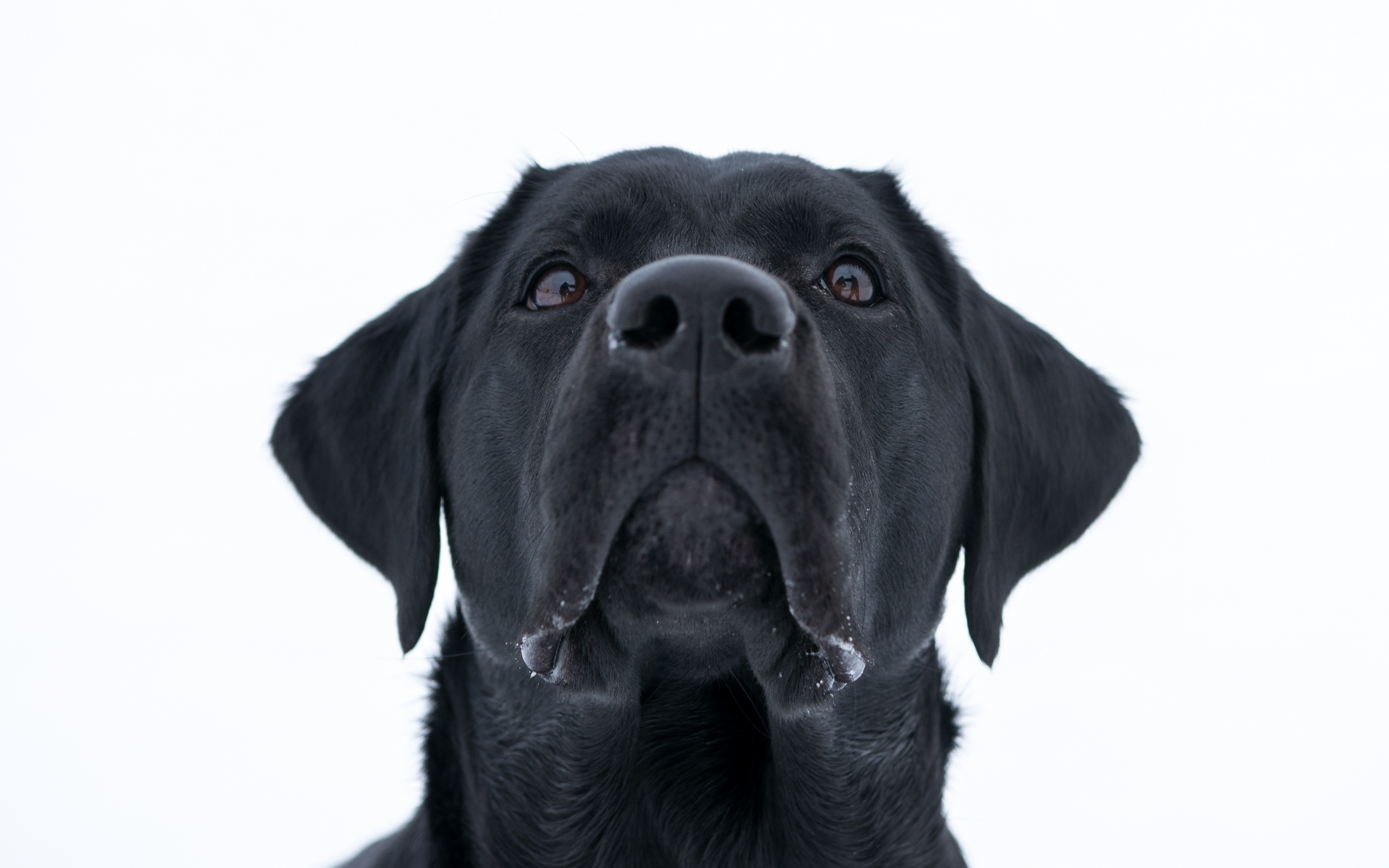 Dog, Labrador Retriever, black, muzzle, 2880x1800 wallpaper